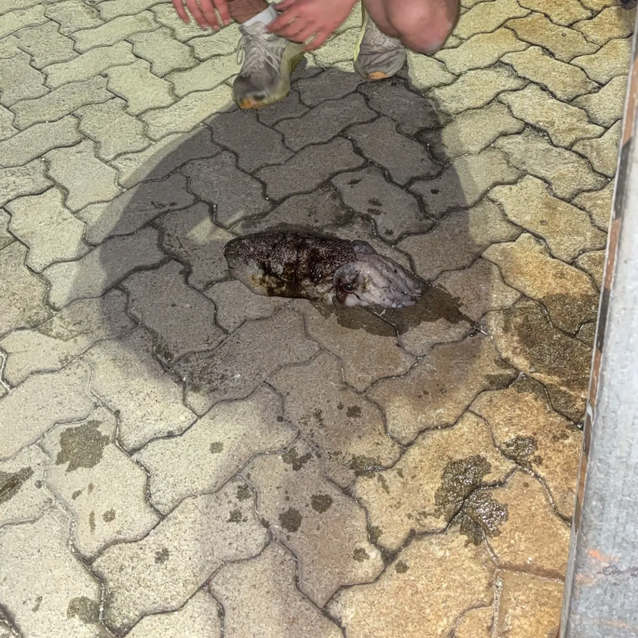 Fish caught on Fishbrain