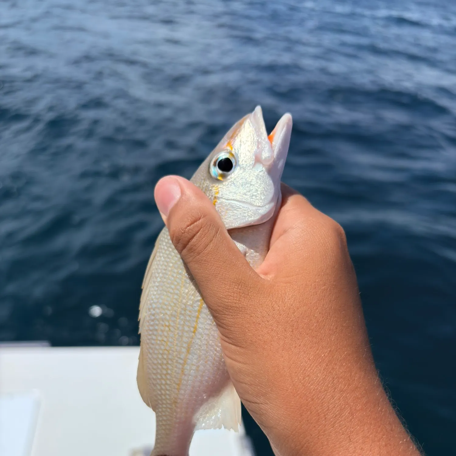 Tomtate grunt caught on Fishbrain