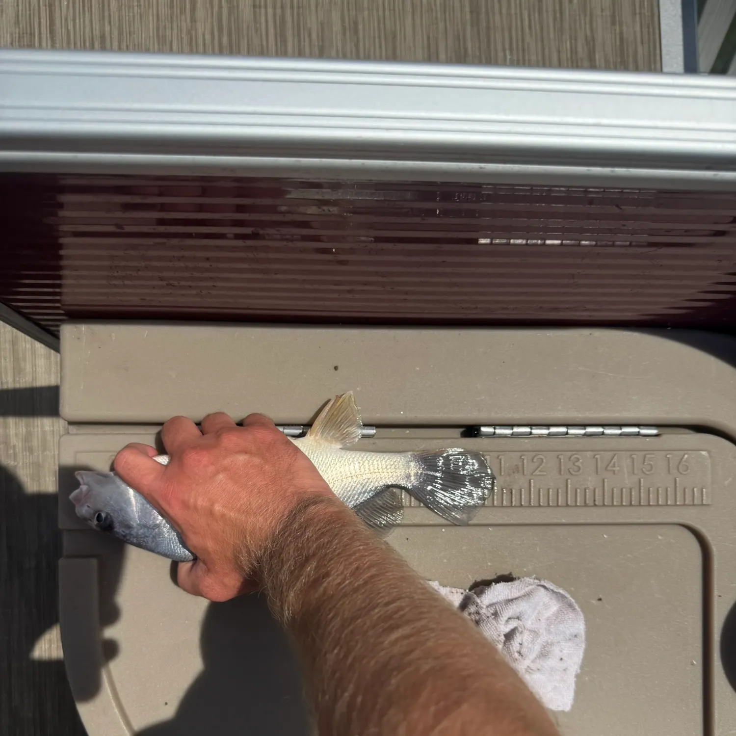 The most recent Freshwater drum catches on Fishbrain