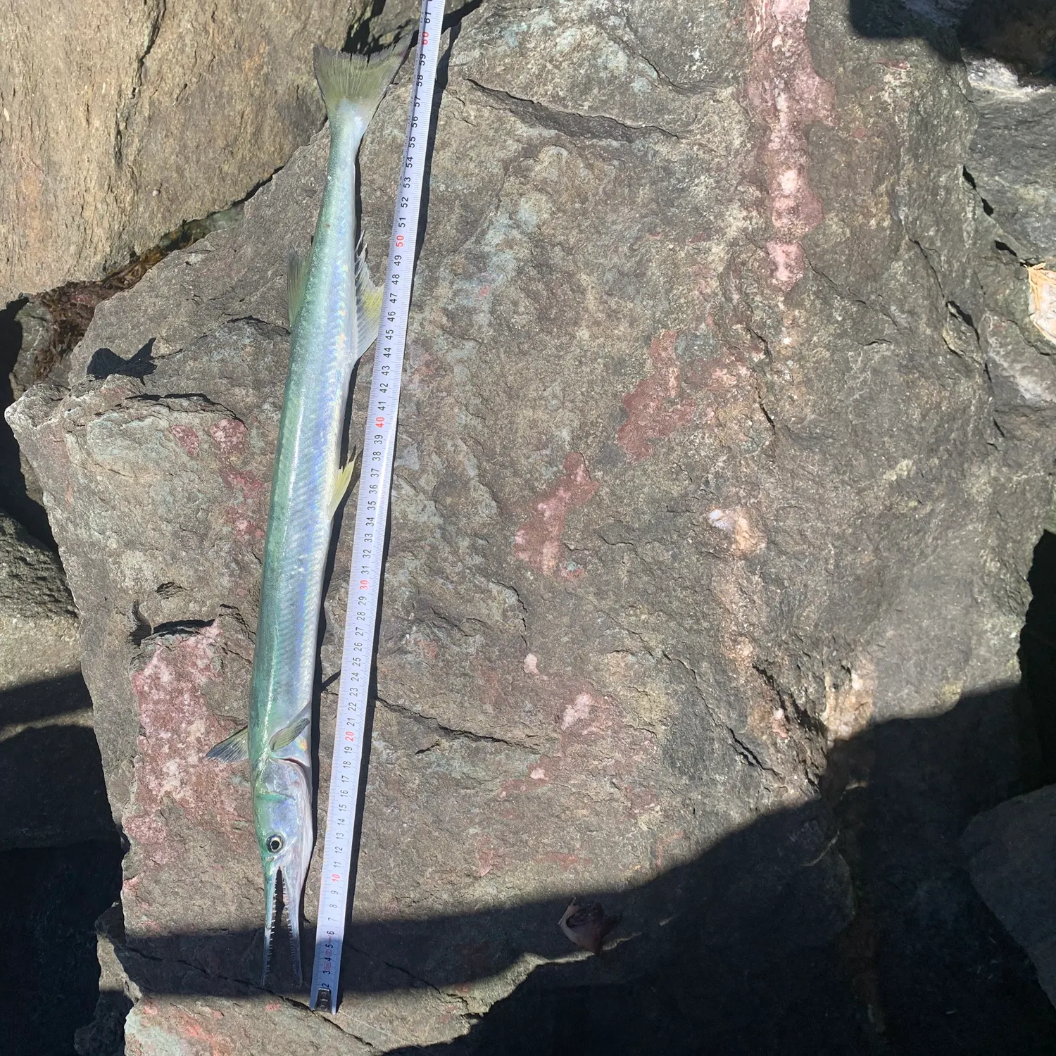 The most recent Hound needlefish catches on Fishbrain