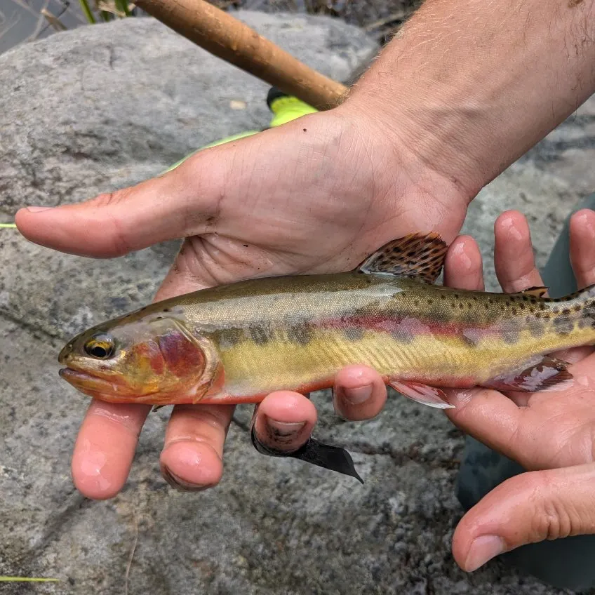 The most recent Golden trout catches on Fishbrain