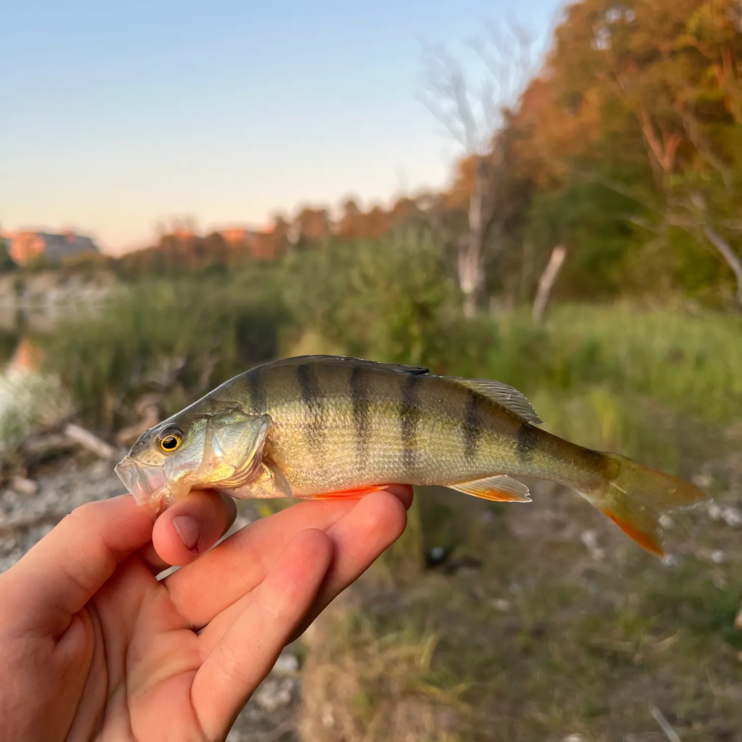 European perch caught on Fishbrain