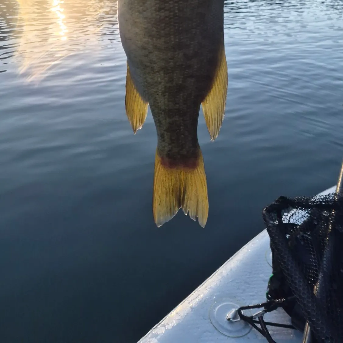 Smallmouth bass caught on Fishbrain