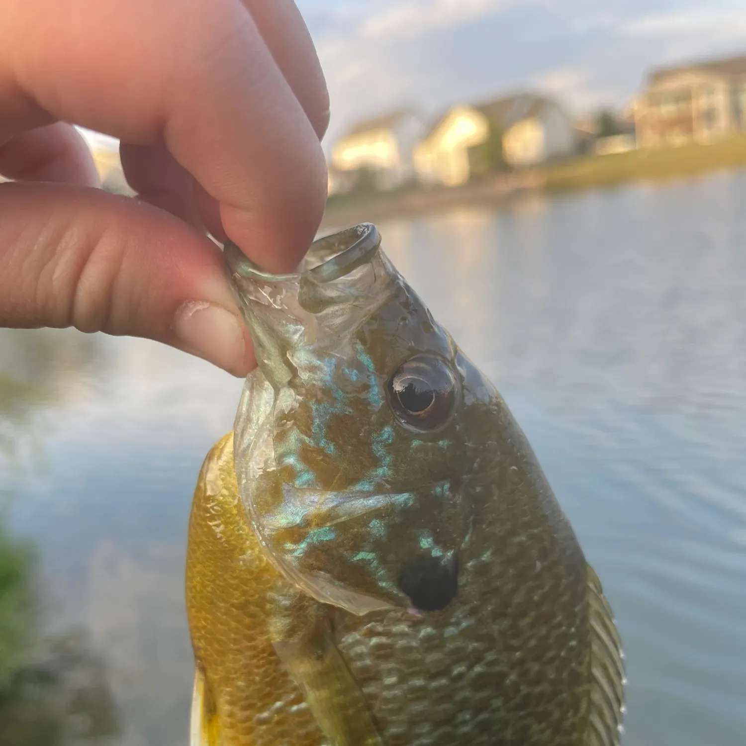 Greengill hybrid caught on Fishbrain