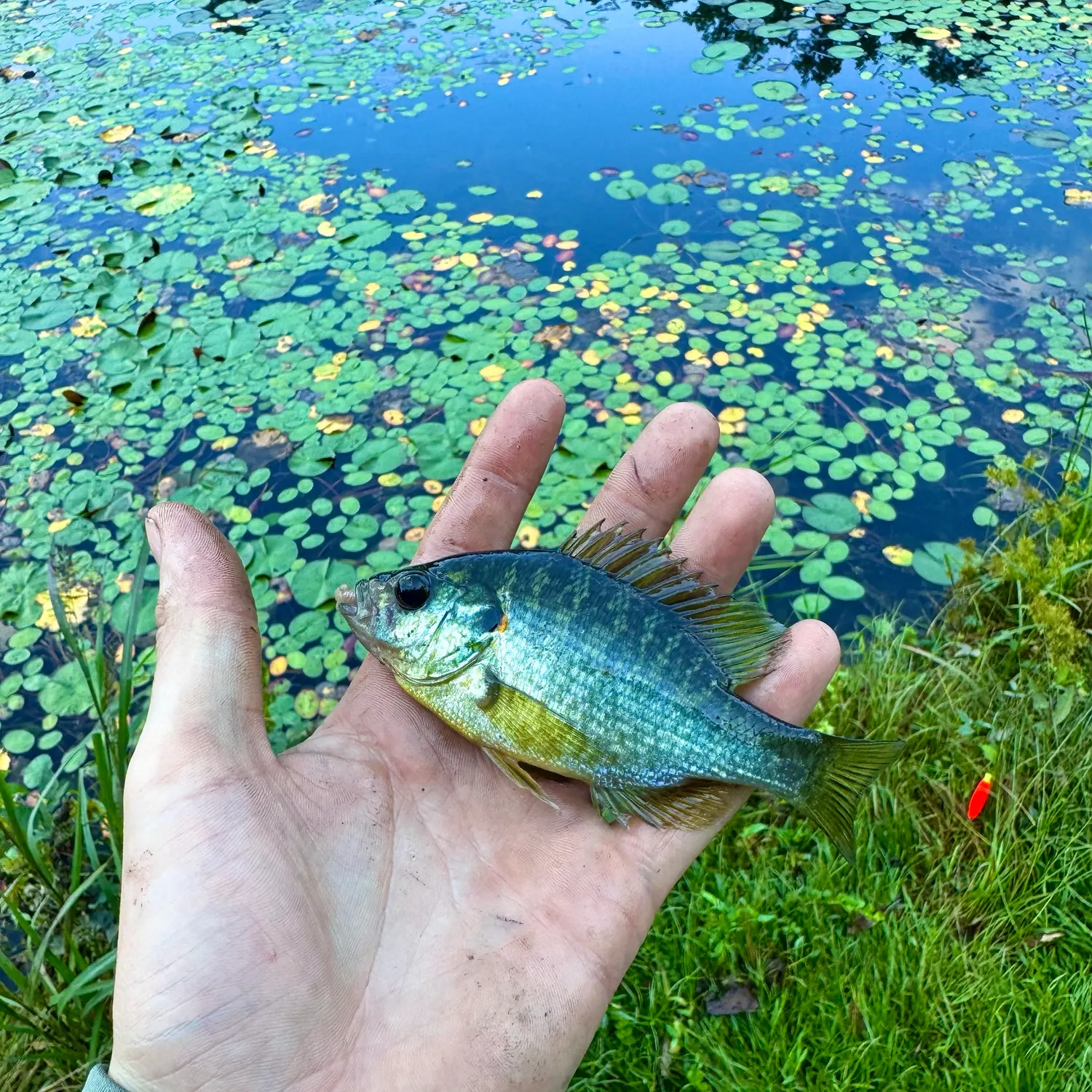 Greengill hybrid caught on Fishbrain