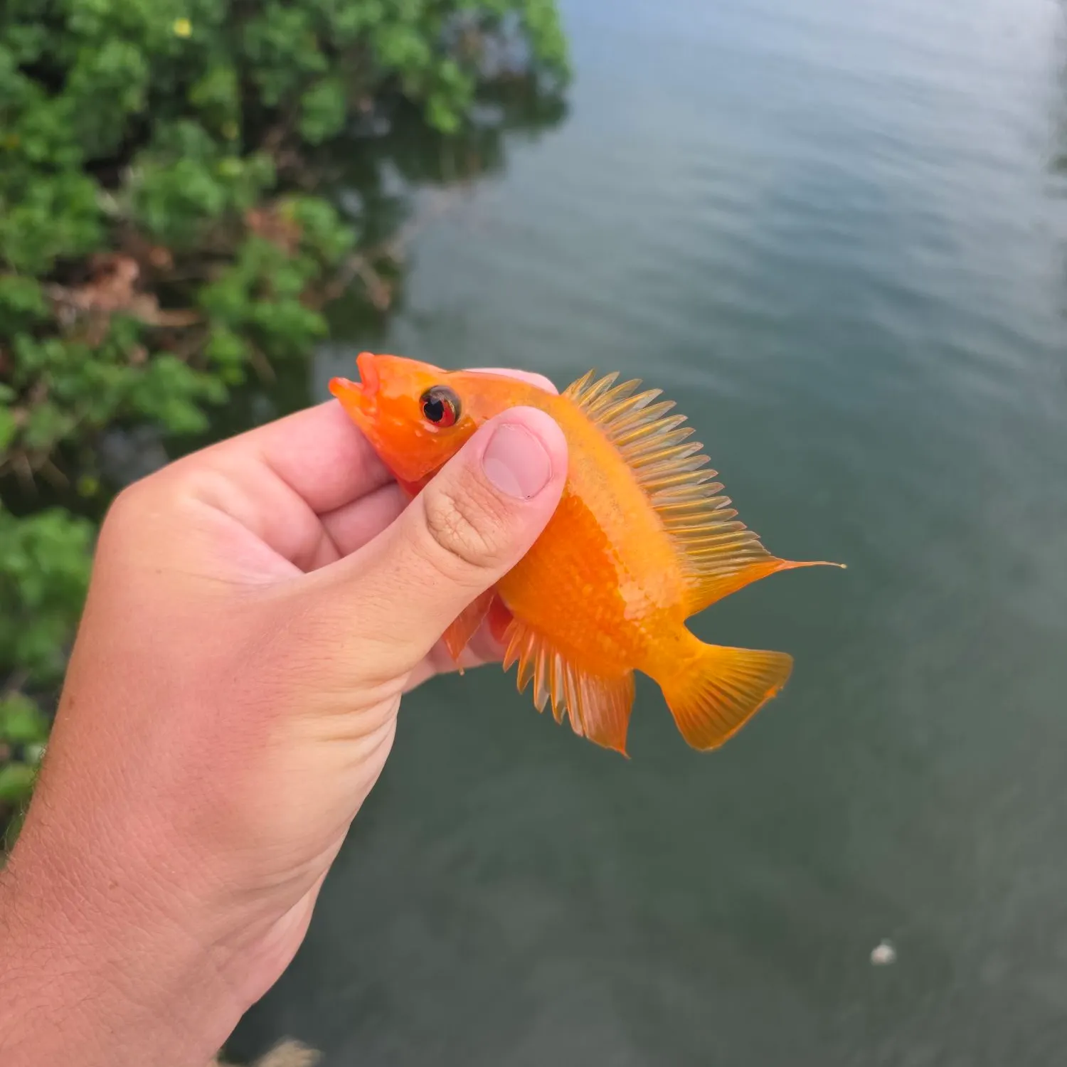 The most recent Red devil cichlid catches on Fishbrain