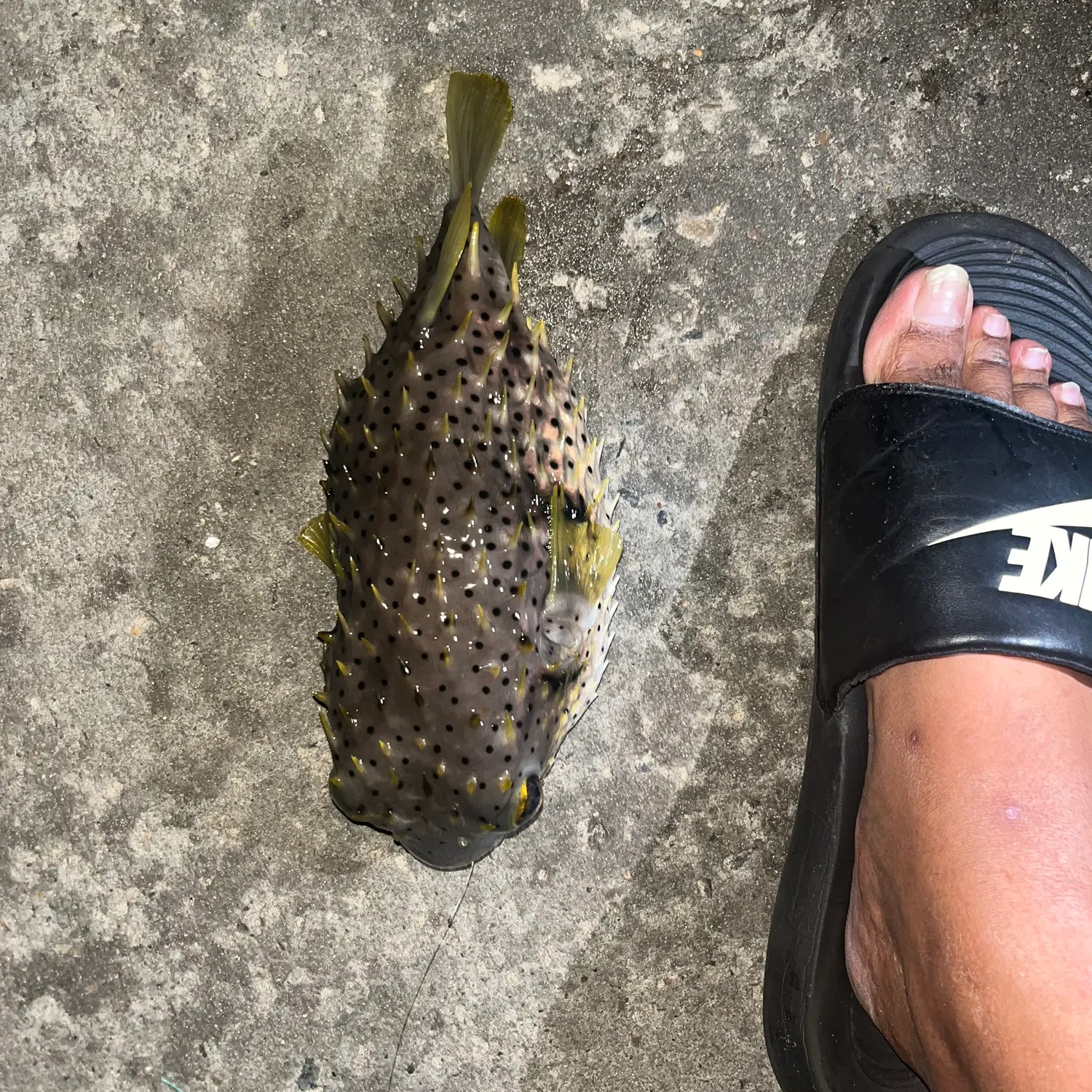 The most recent Spot-fin porcupinefish catches on Fishbrain