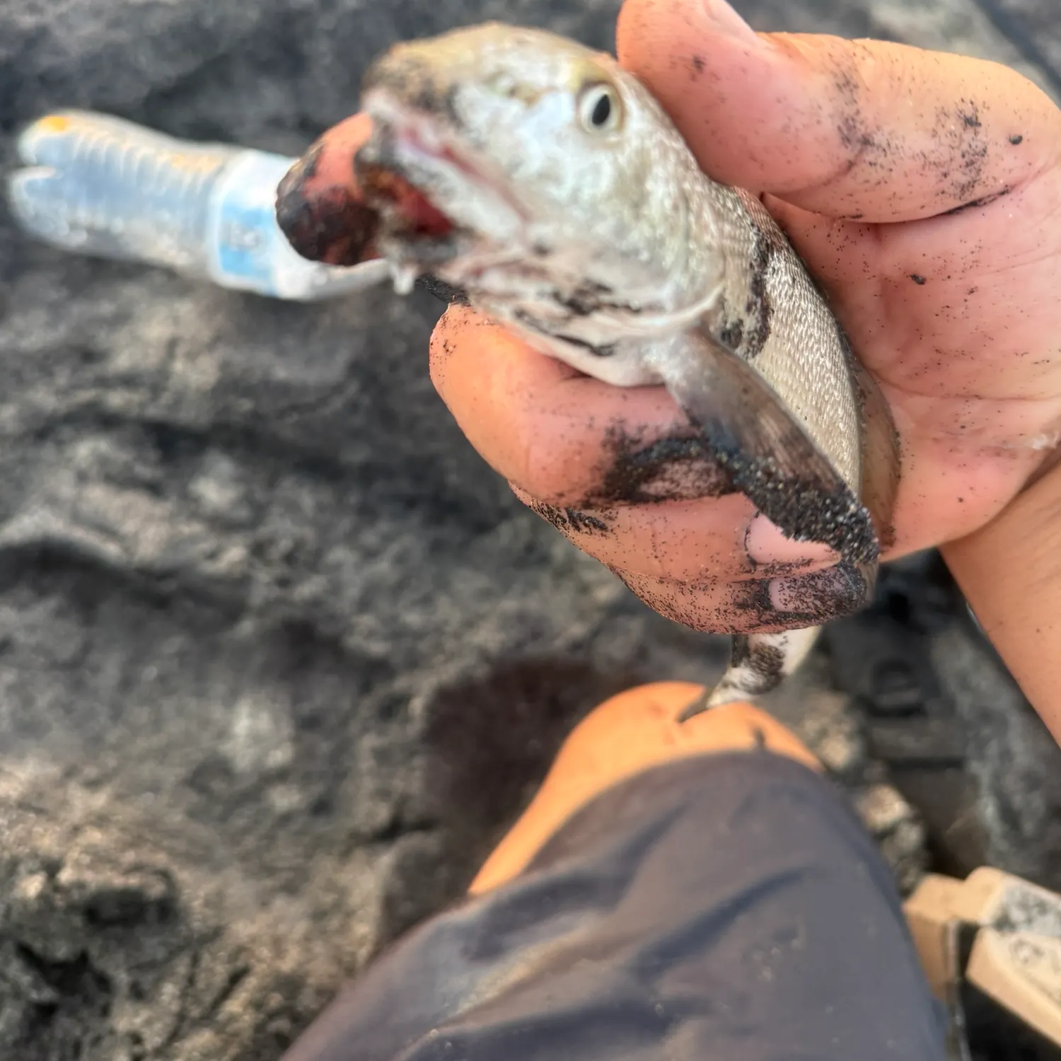 The most recent California corbina catches on Fishbrain