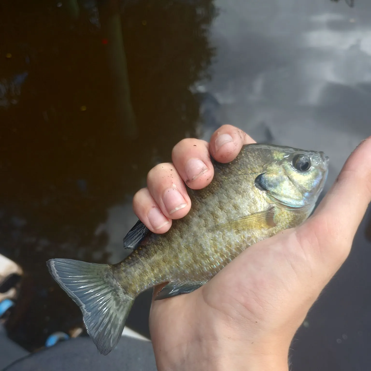 Bluegill caught on Fishbrain