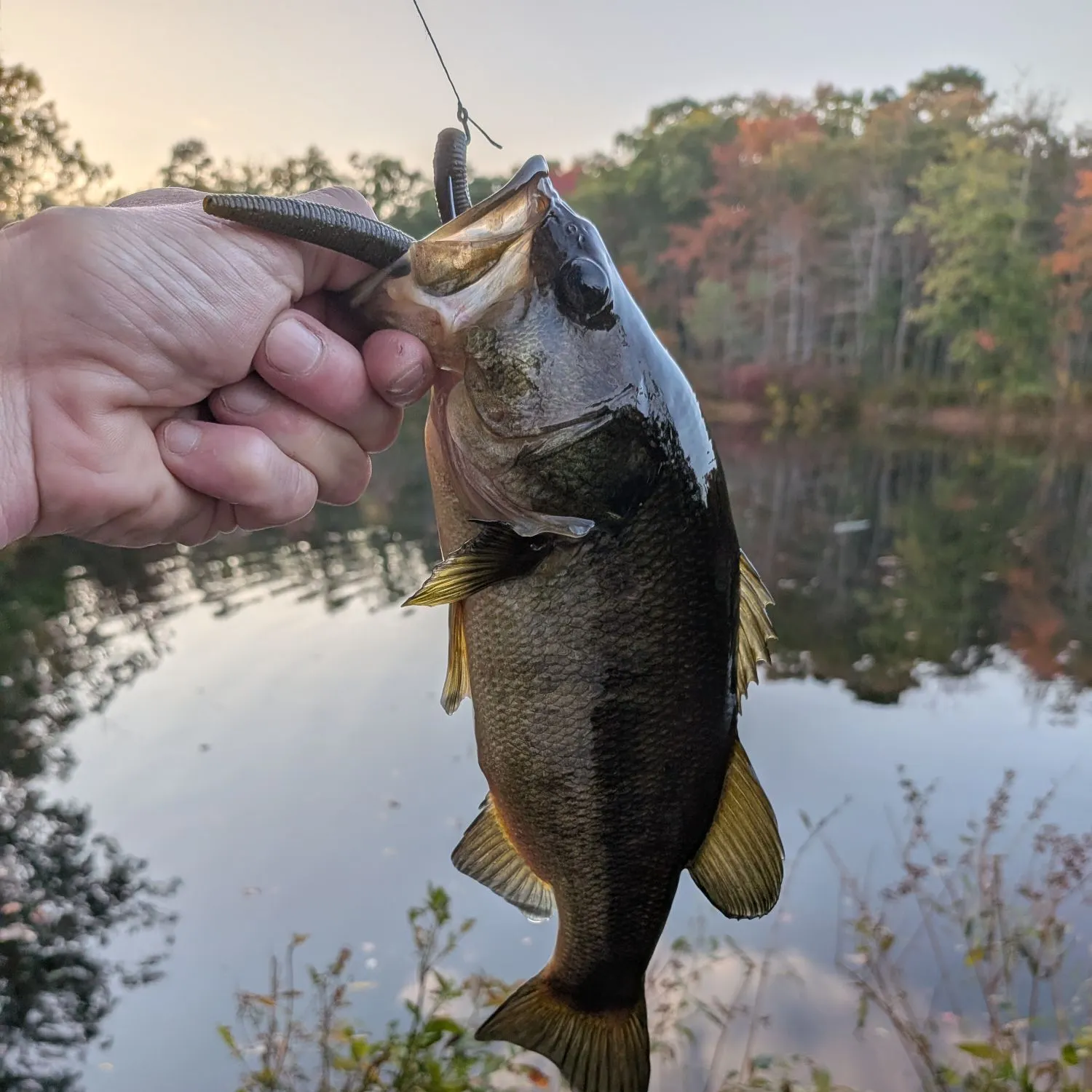 Largemouth bass caught on Fishbrain
