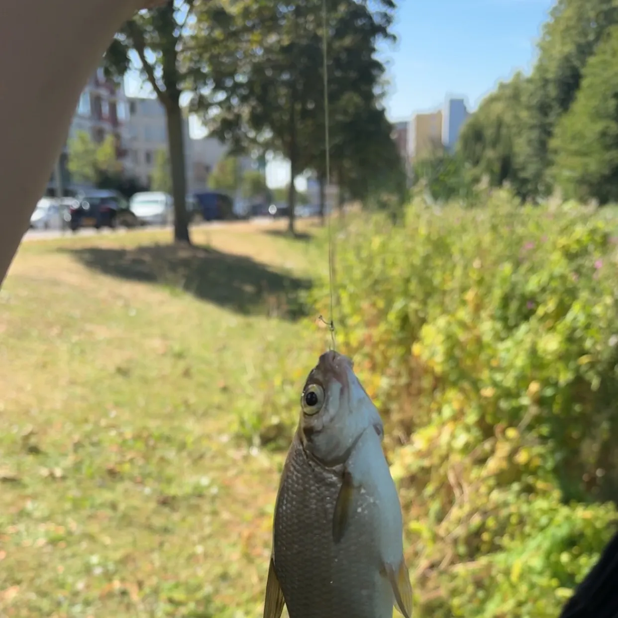 White bream caught on Fishbrain