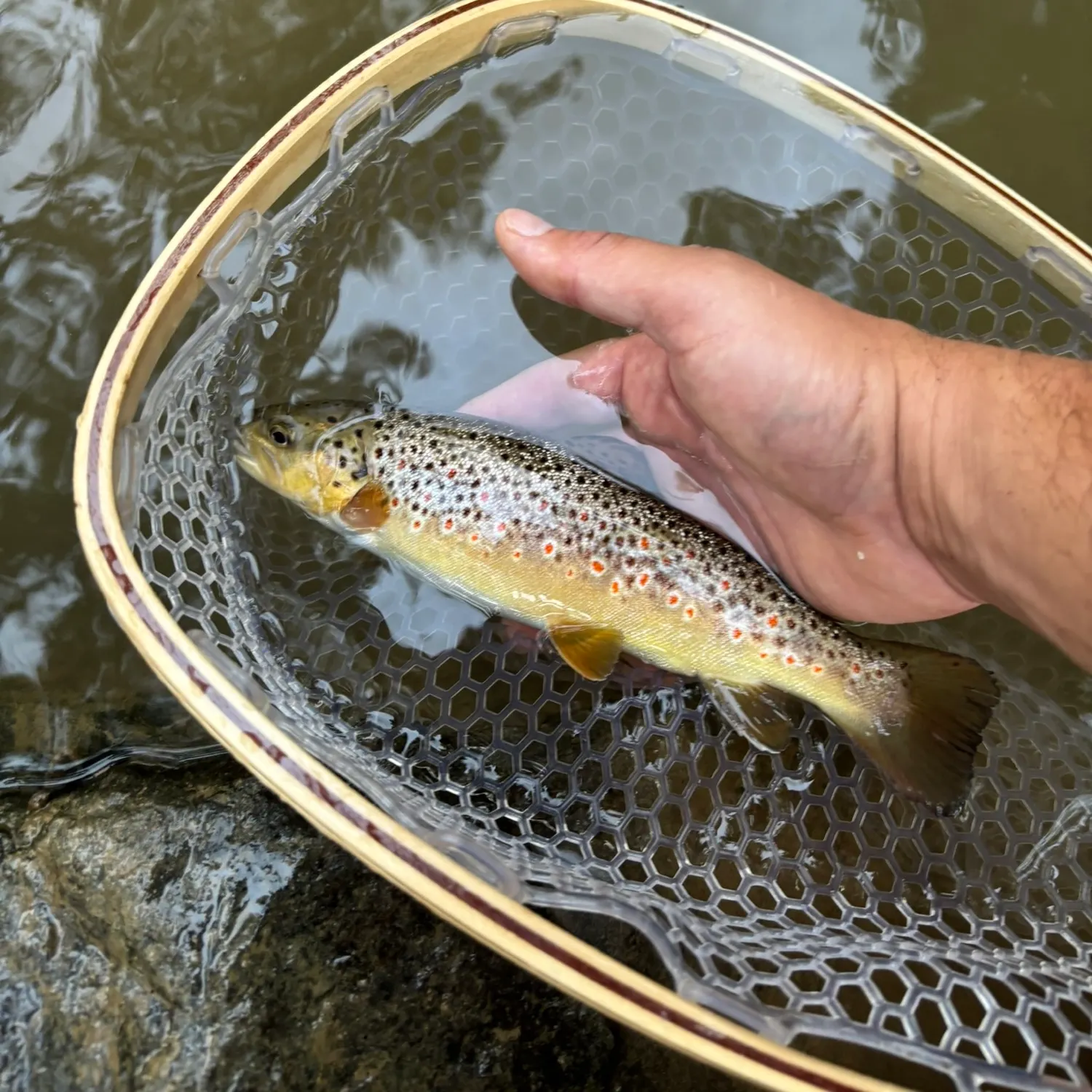 Brown trout caught on Fishbrain