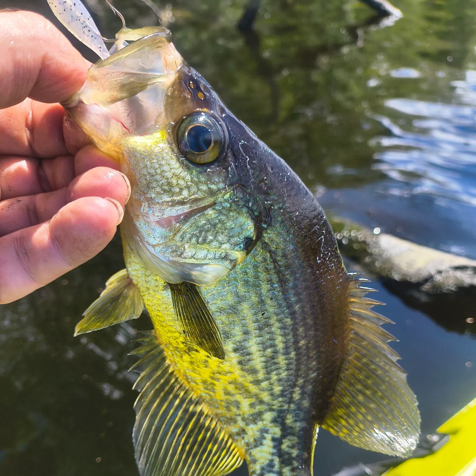 Black crappie caught on Fishbrain