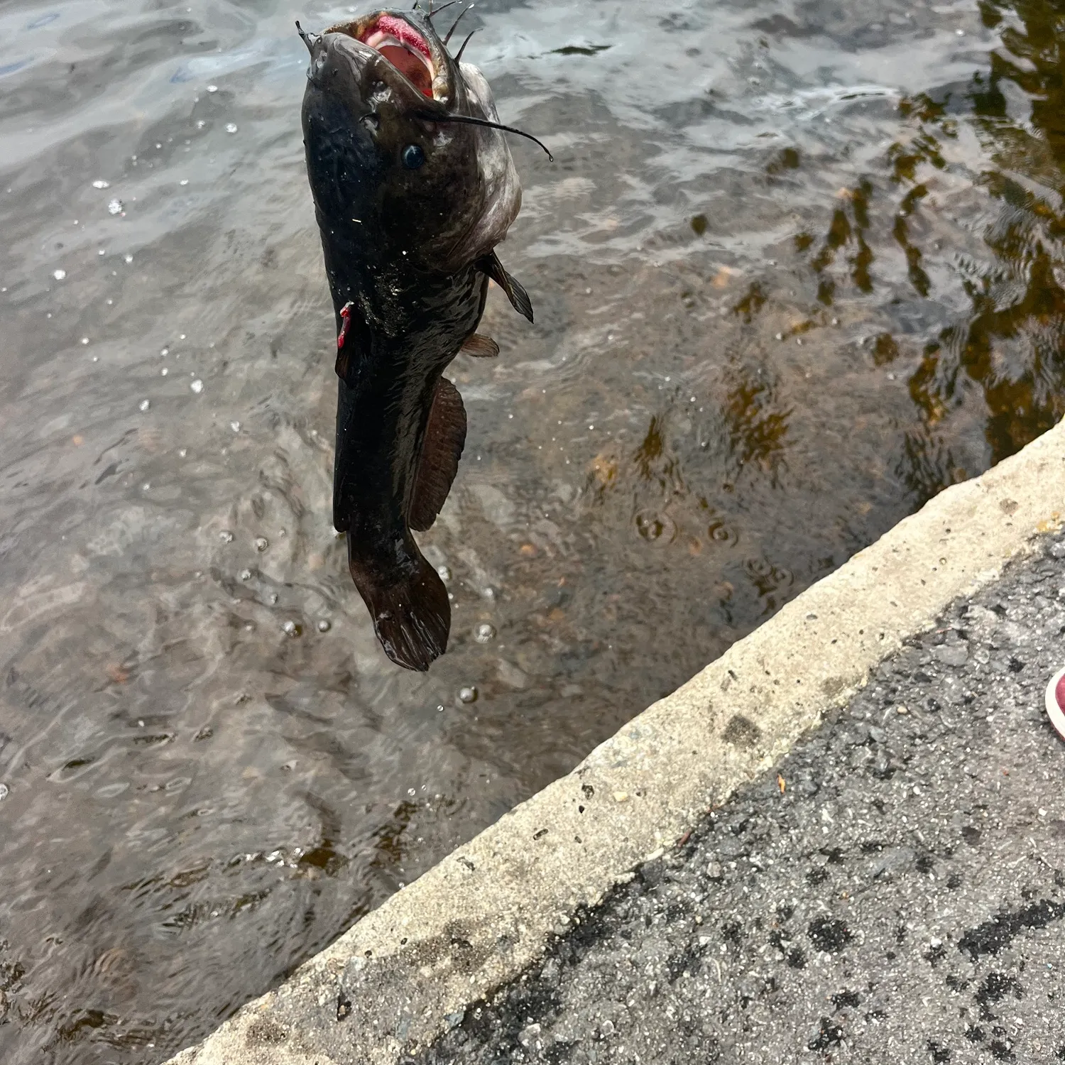 catch