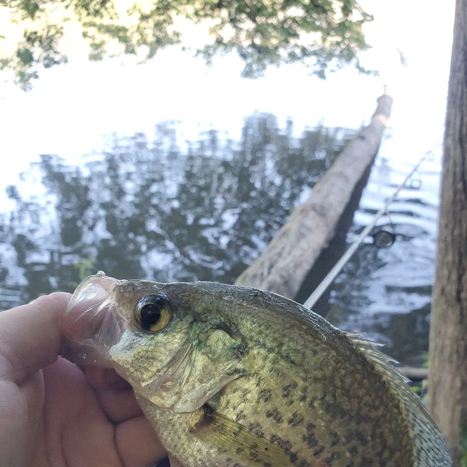 Black crappie caught on Fishbrain