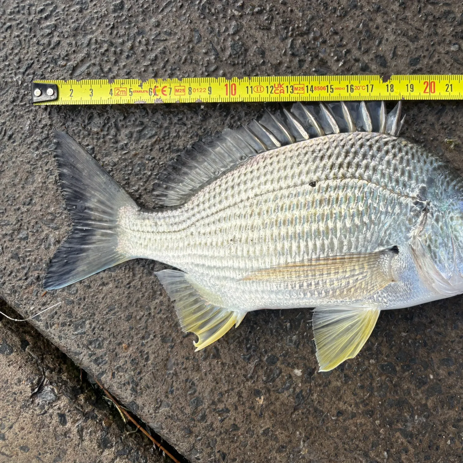 recently logged catches