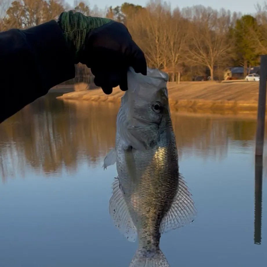 The most recent White crappie catches on Fishbrain