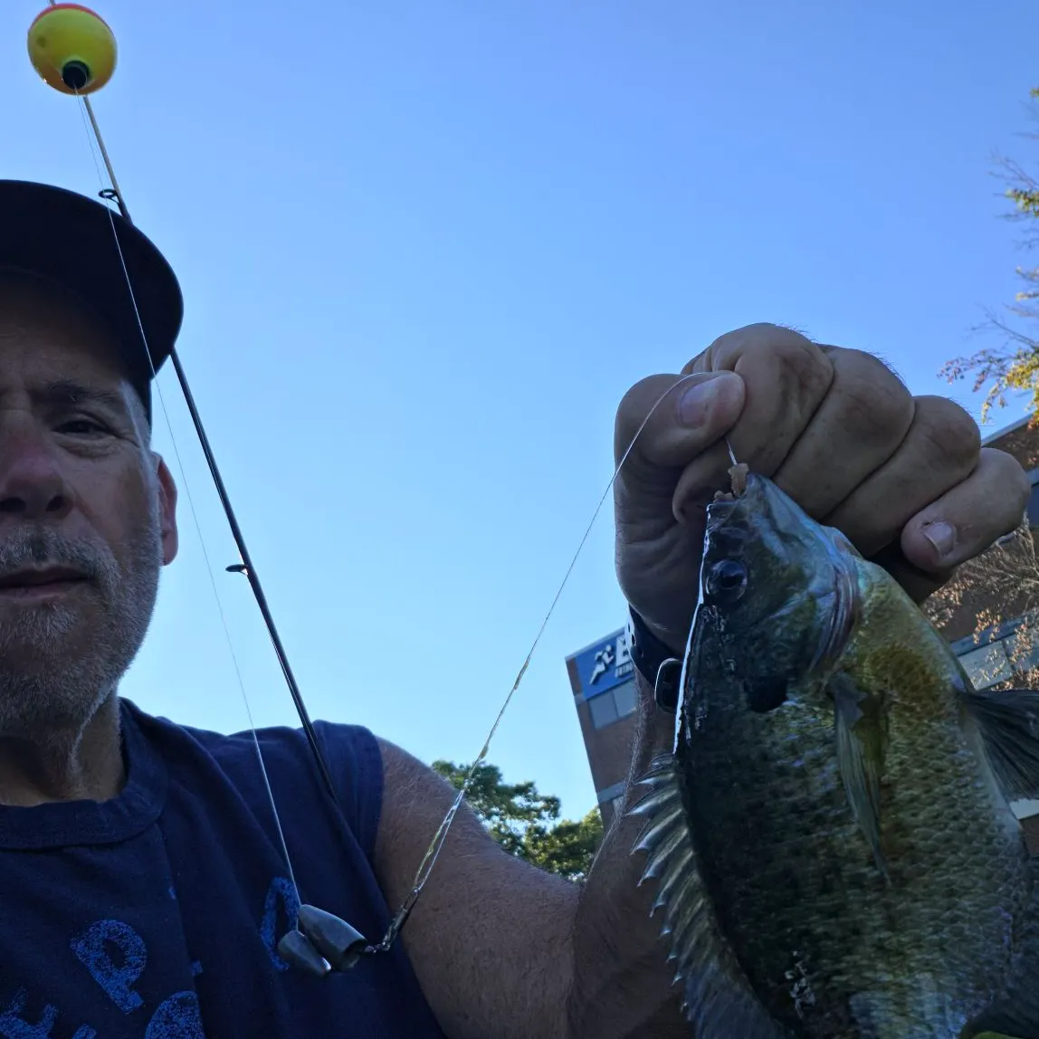 Bluegill caught on Fishbrain