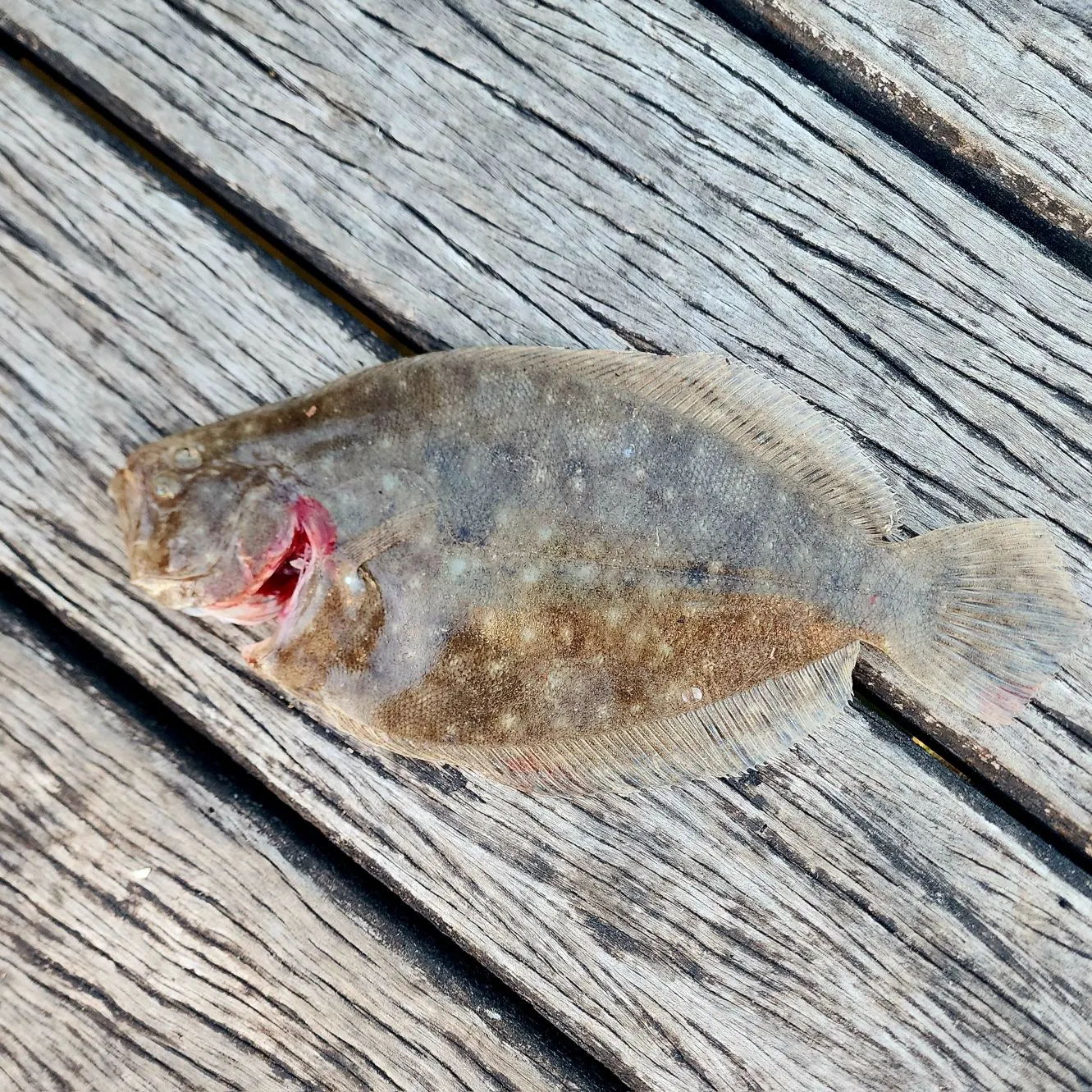 The most recent Largetooth flounder catches on Fishbrain
