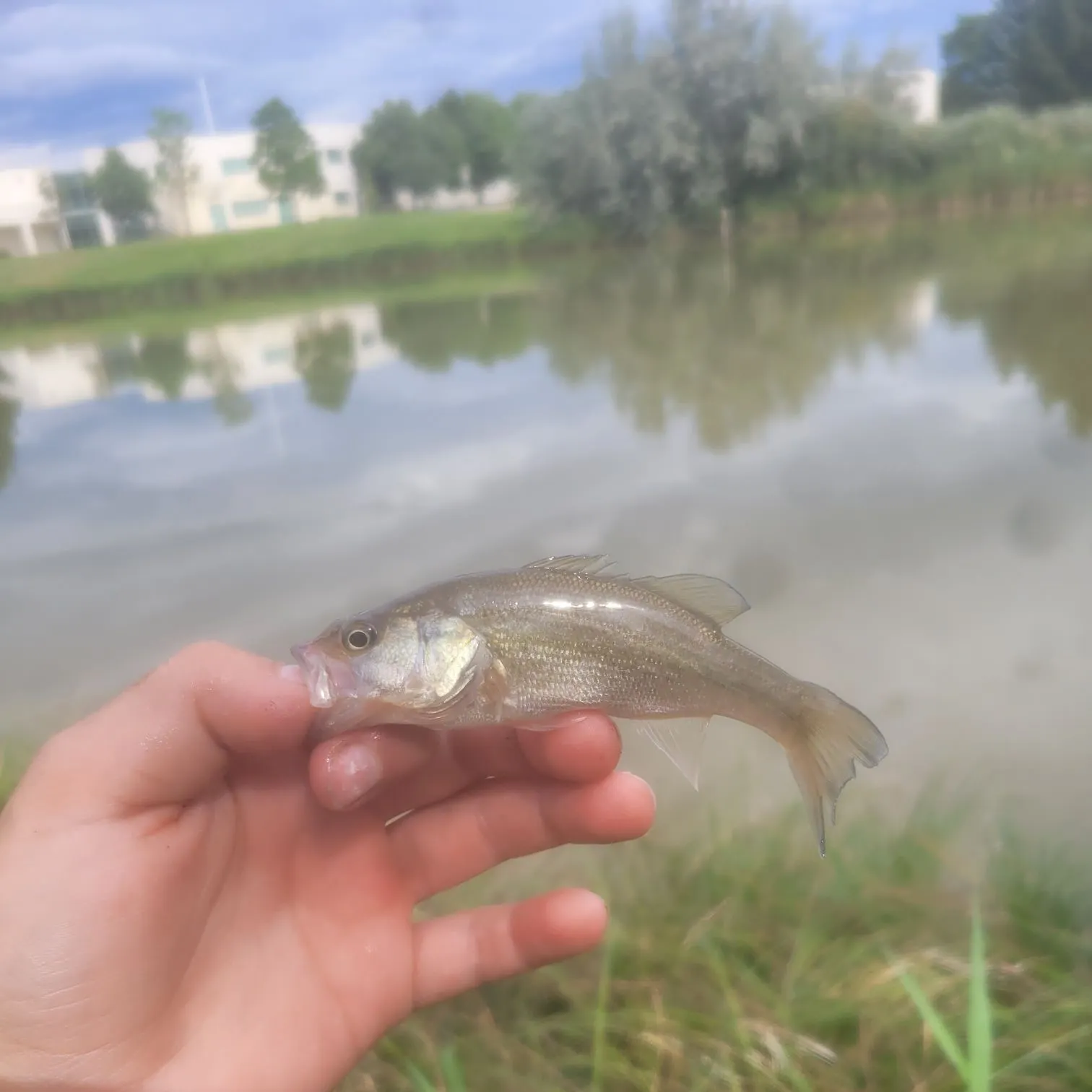 Fish caught on Fishbrain