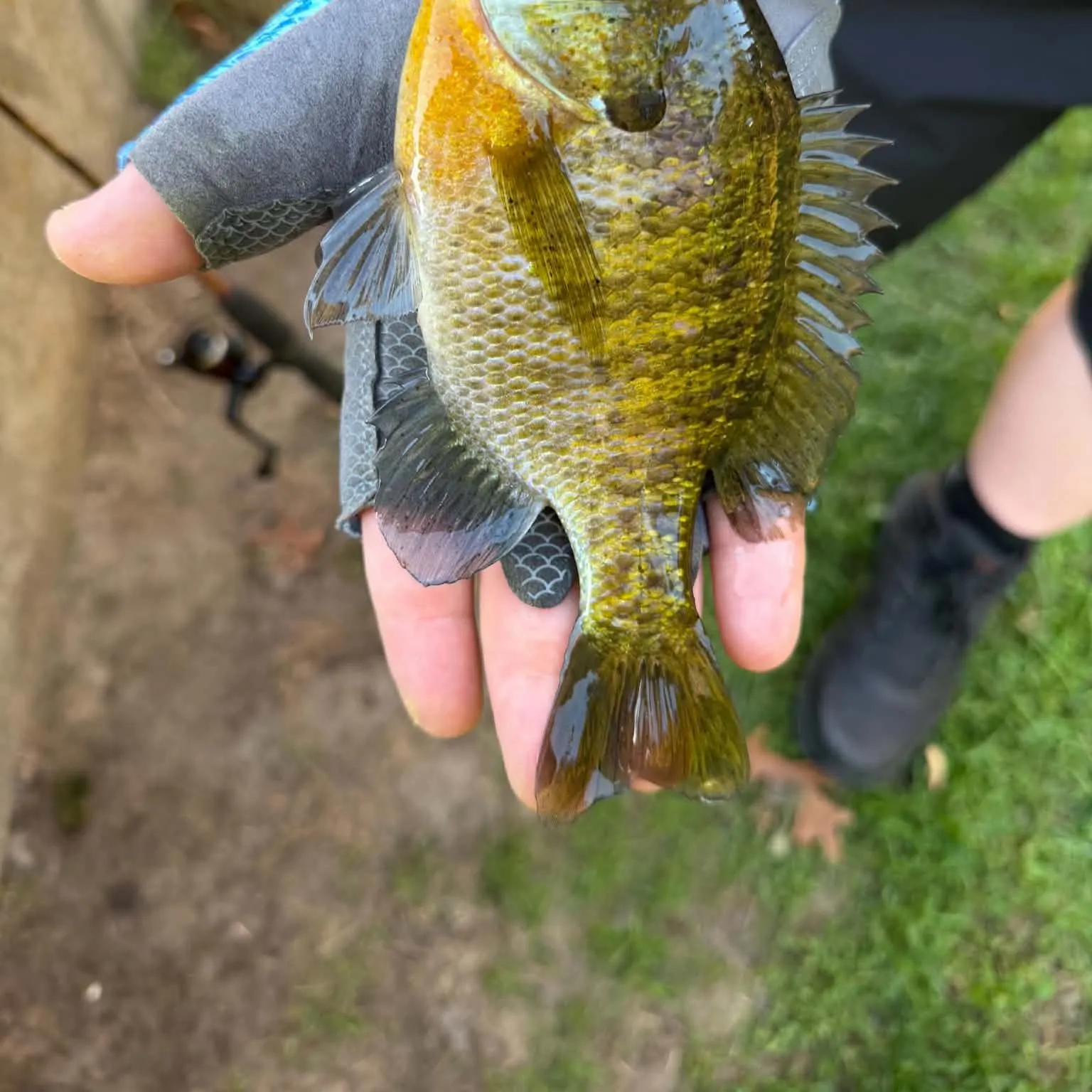 Bluegill caught on Fishbrain