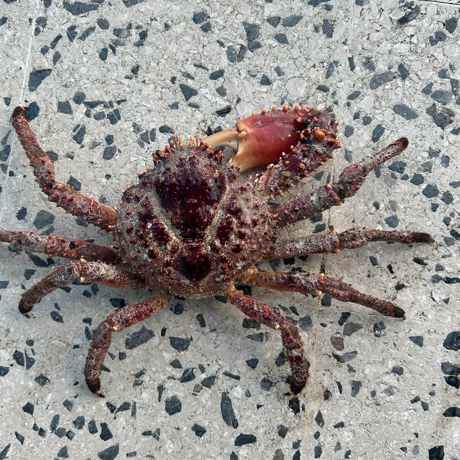 The most recent Sheep crab catches on Fishbrain