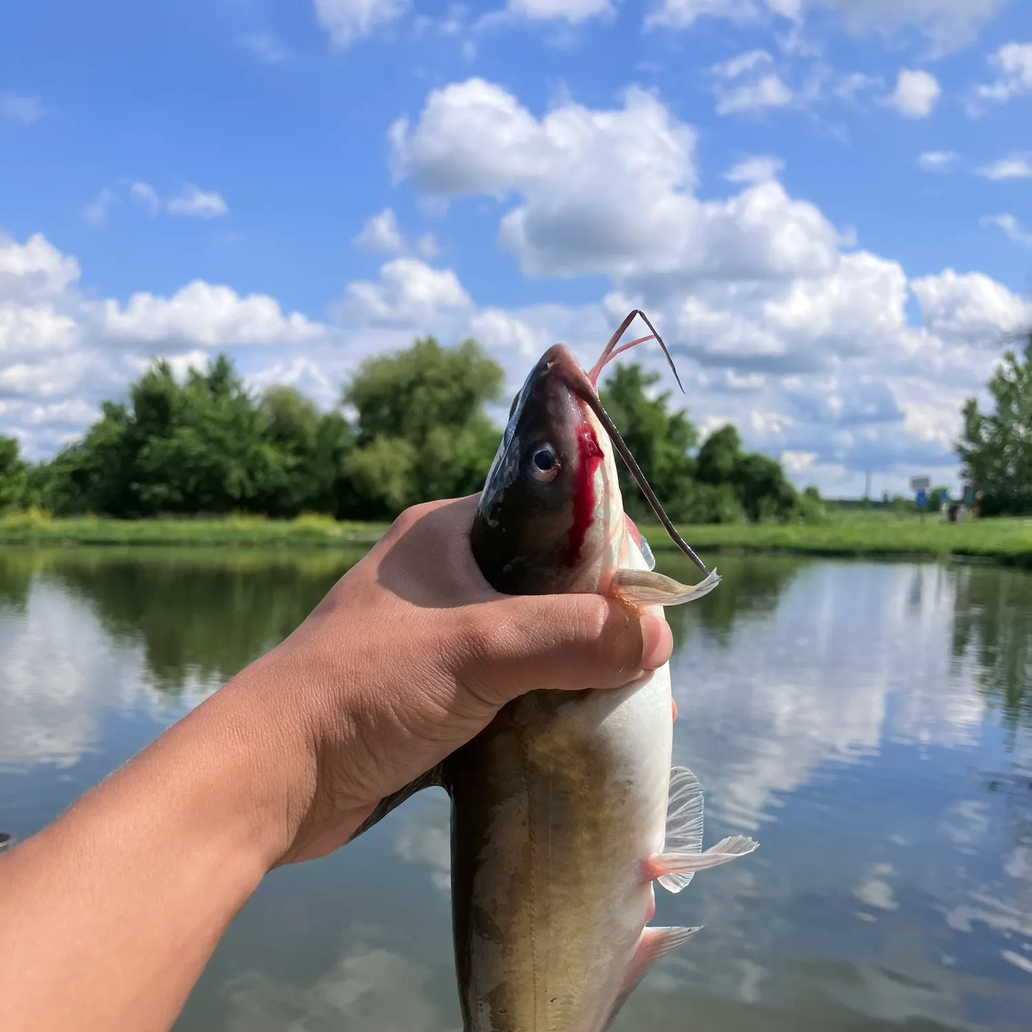 angler catch