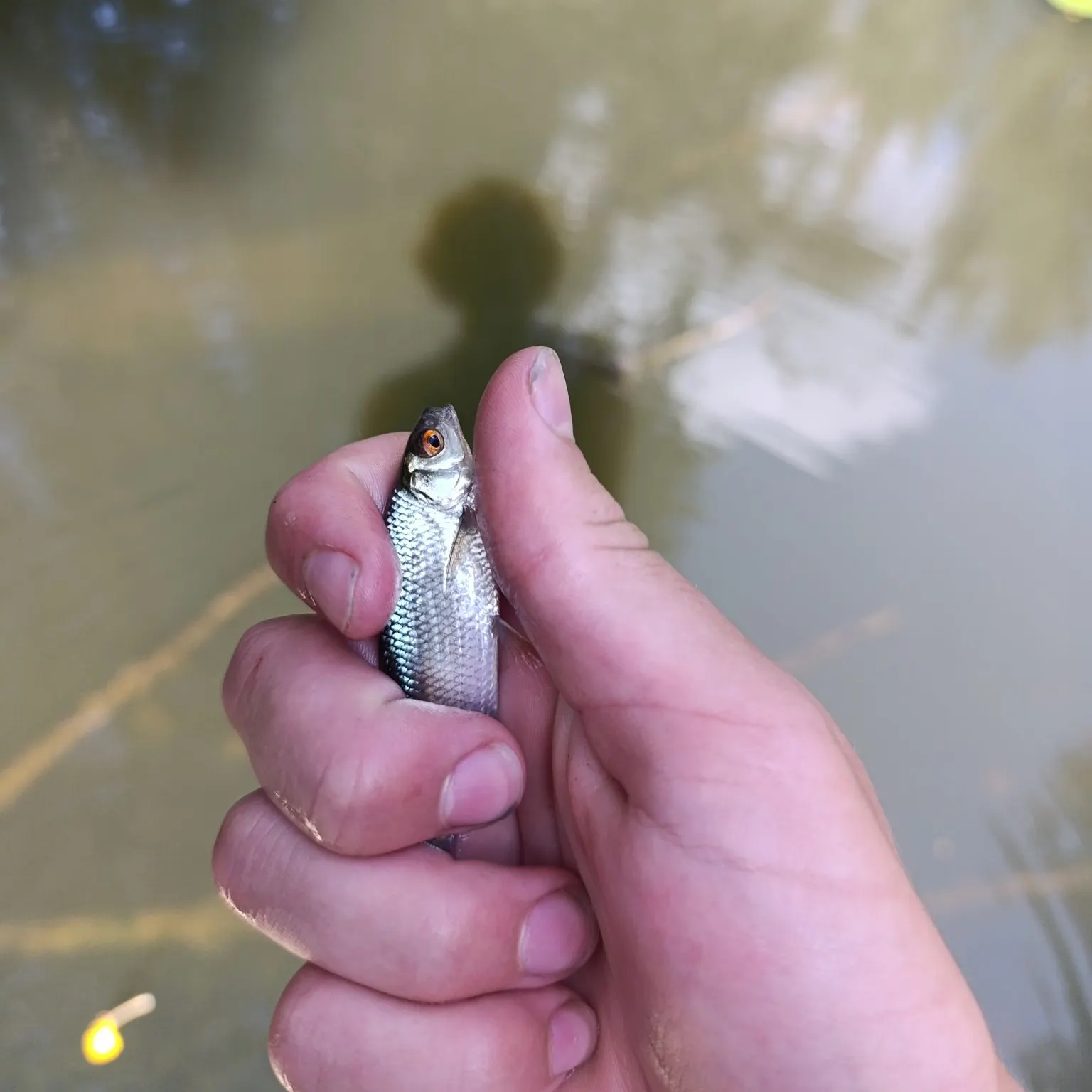 Common roach caught on Fishbrain