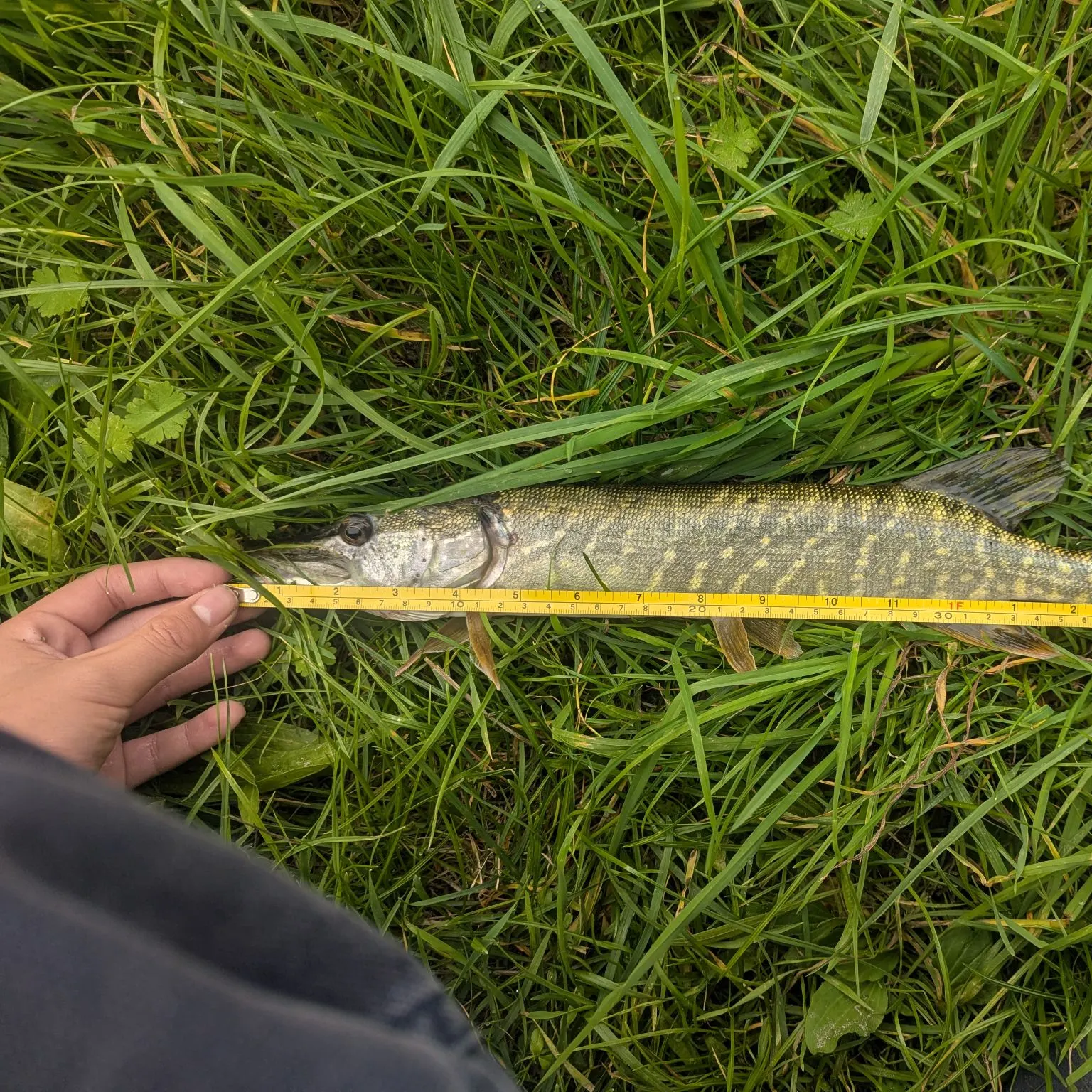 Northern pike caught on Fishbrain