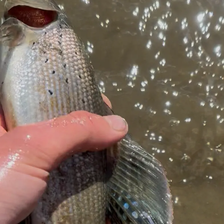 Arctic grayling caught on Fishbrain