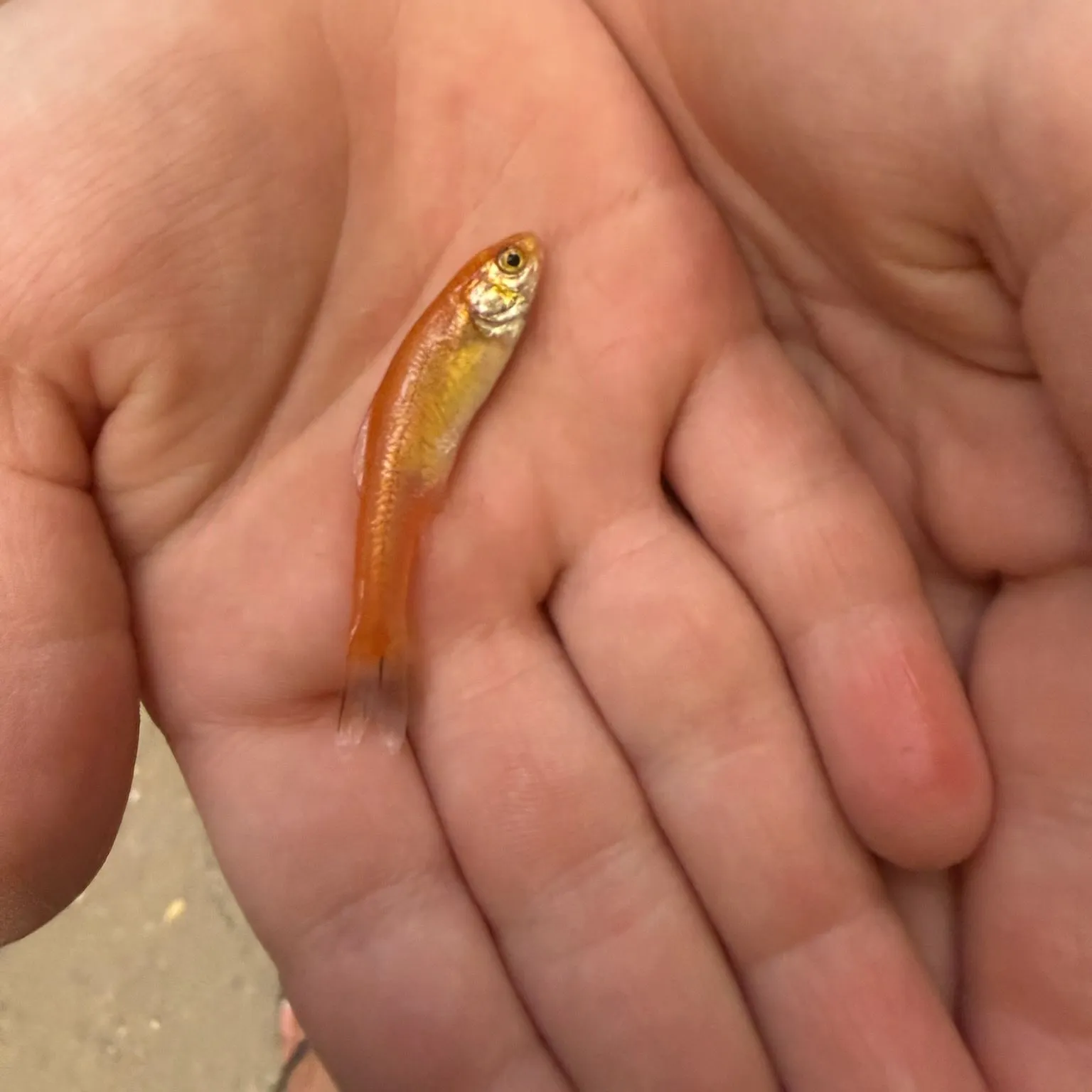 The most recent Fathead minnow catches on Fishbrain