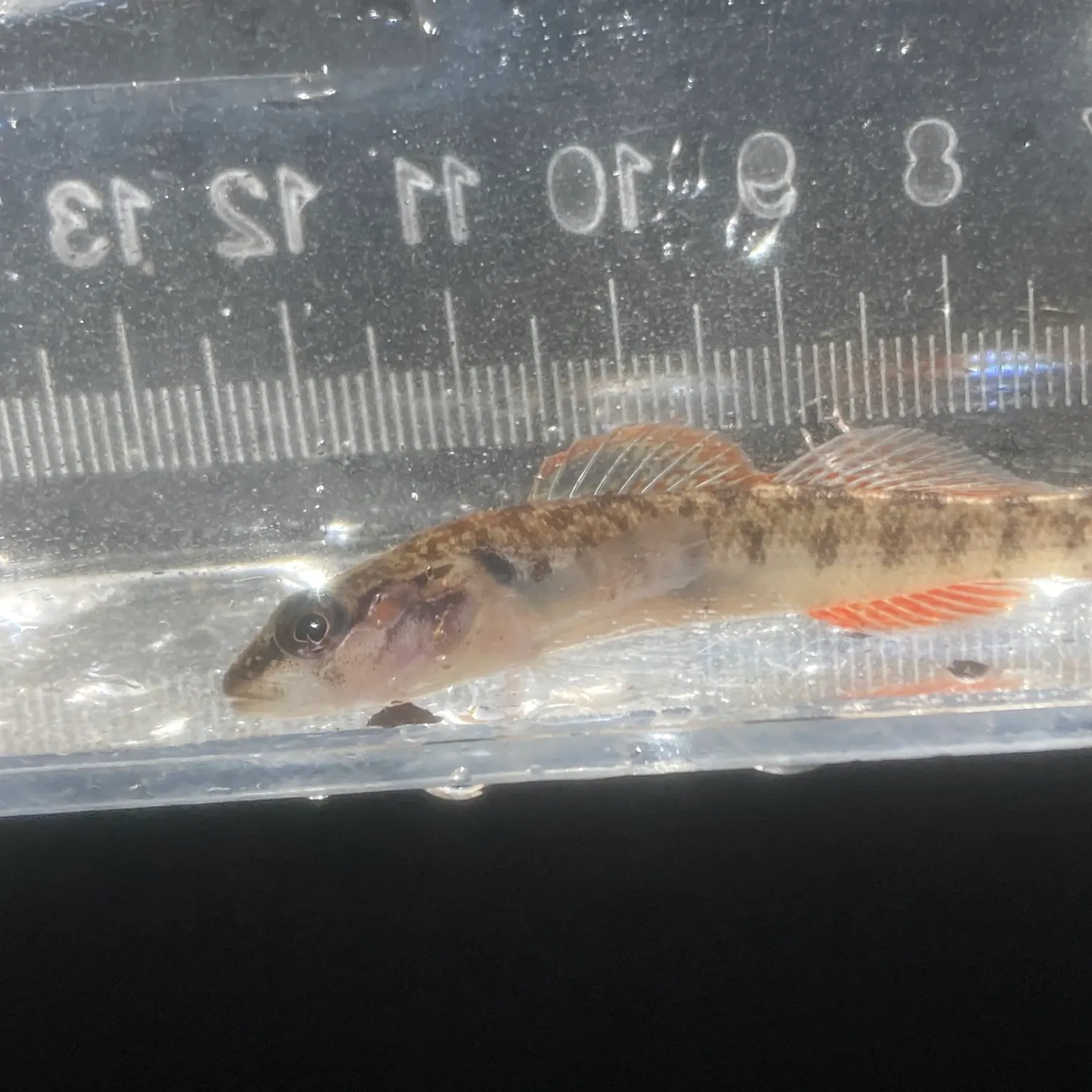 The most recent Slabrock darter catches on Fishbrain