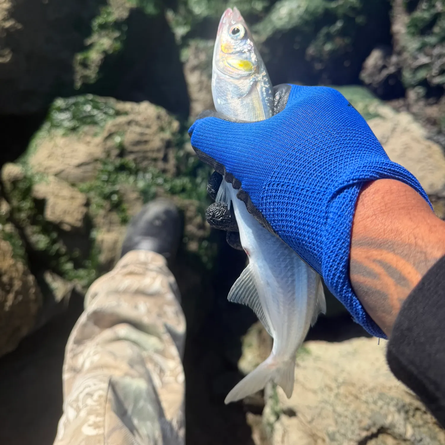 Jack silverside caught on Fishbrain