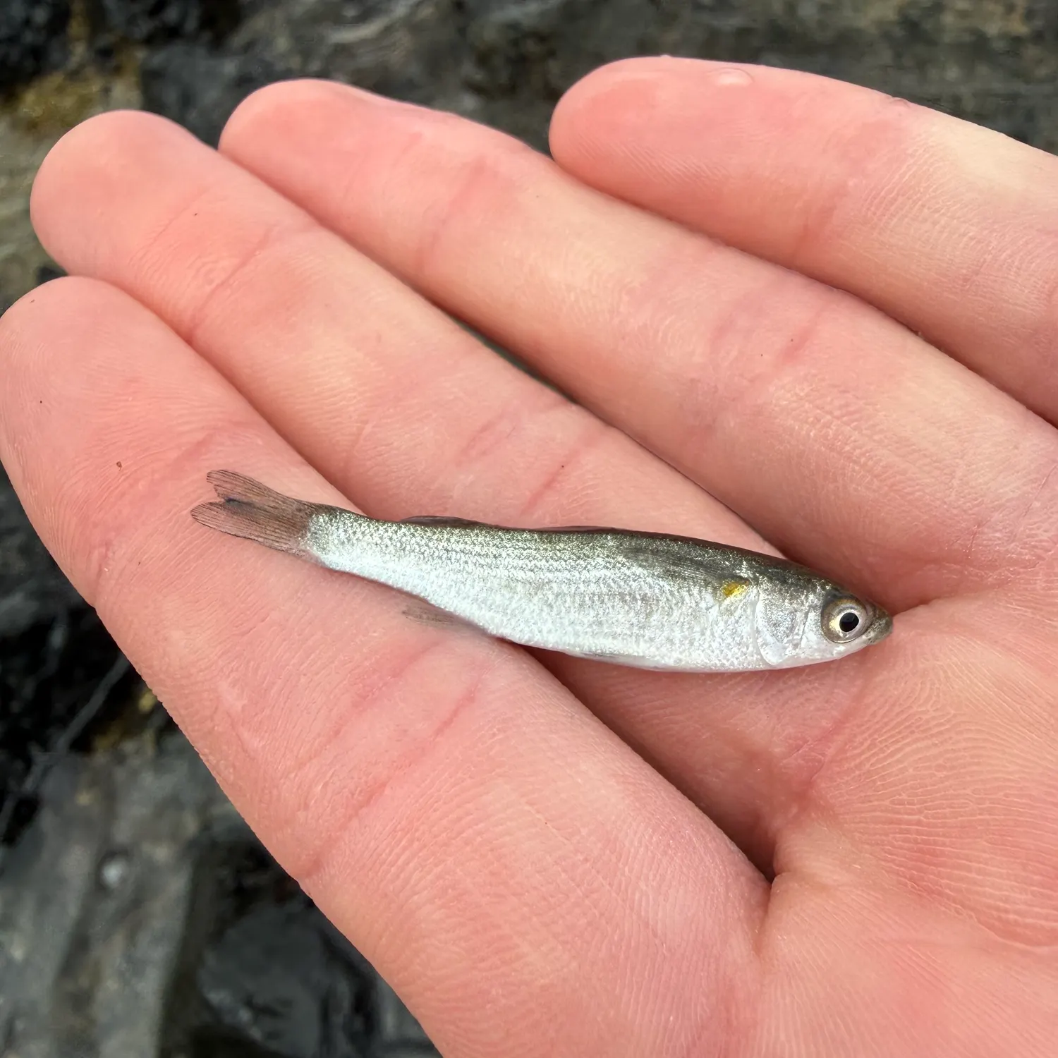 The most recent Yellow-eye mullet catches on Fishbrain