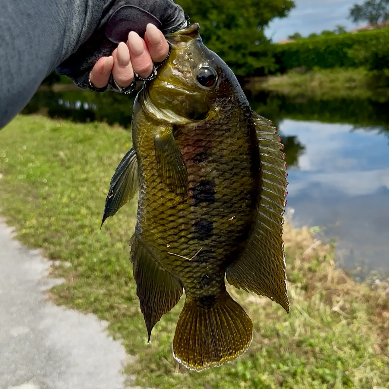 Spotted tilapia caught on Fishbrain