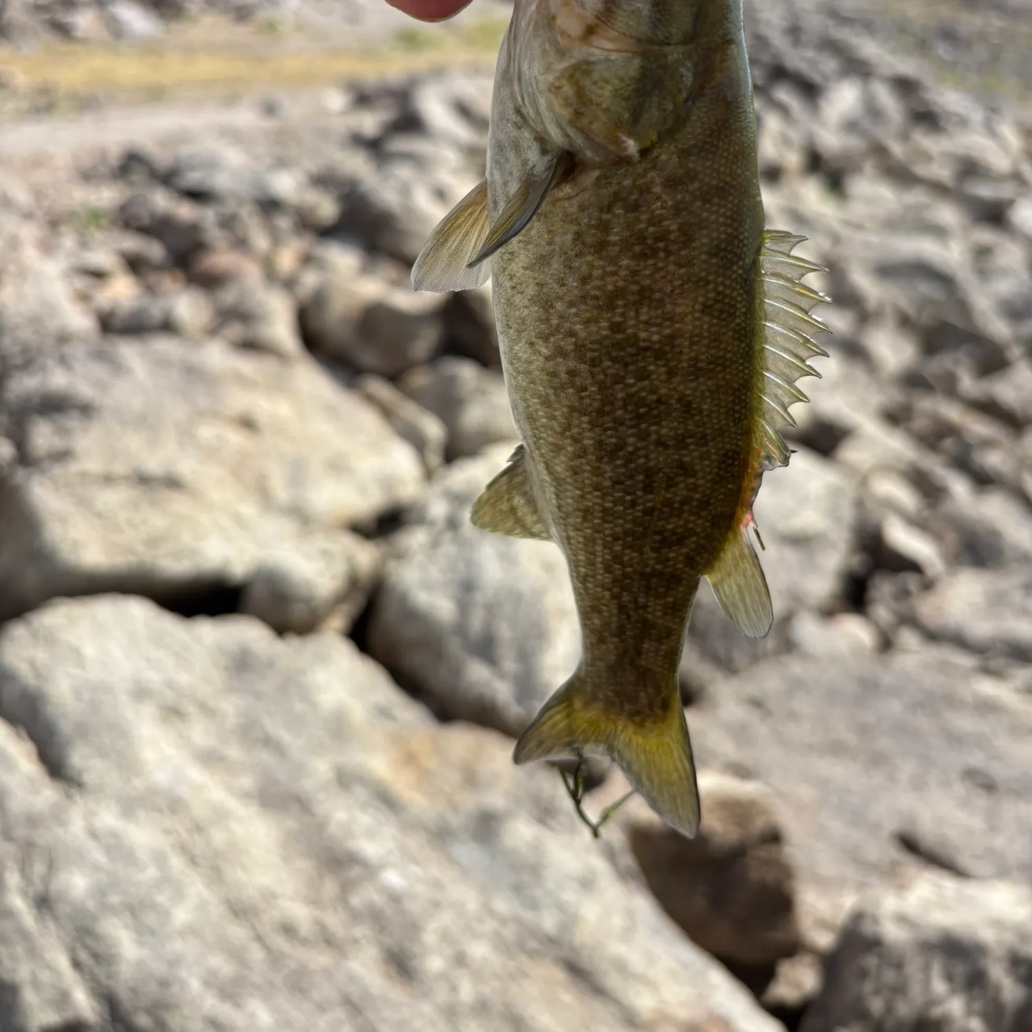 Smallmouth bass caught on Fishbrain