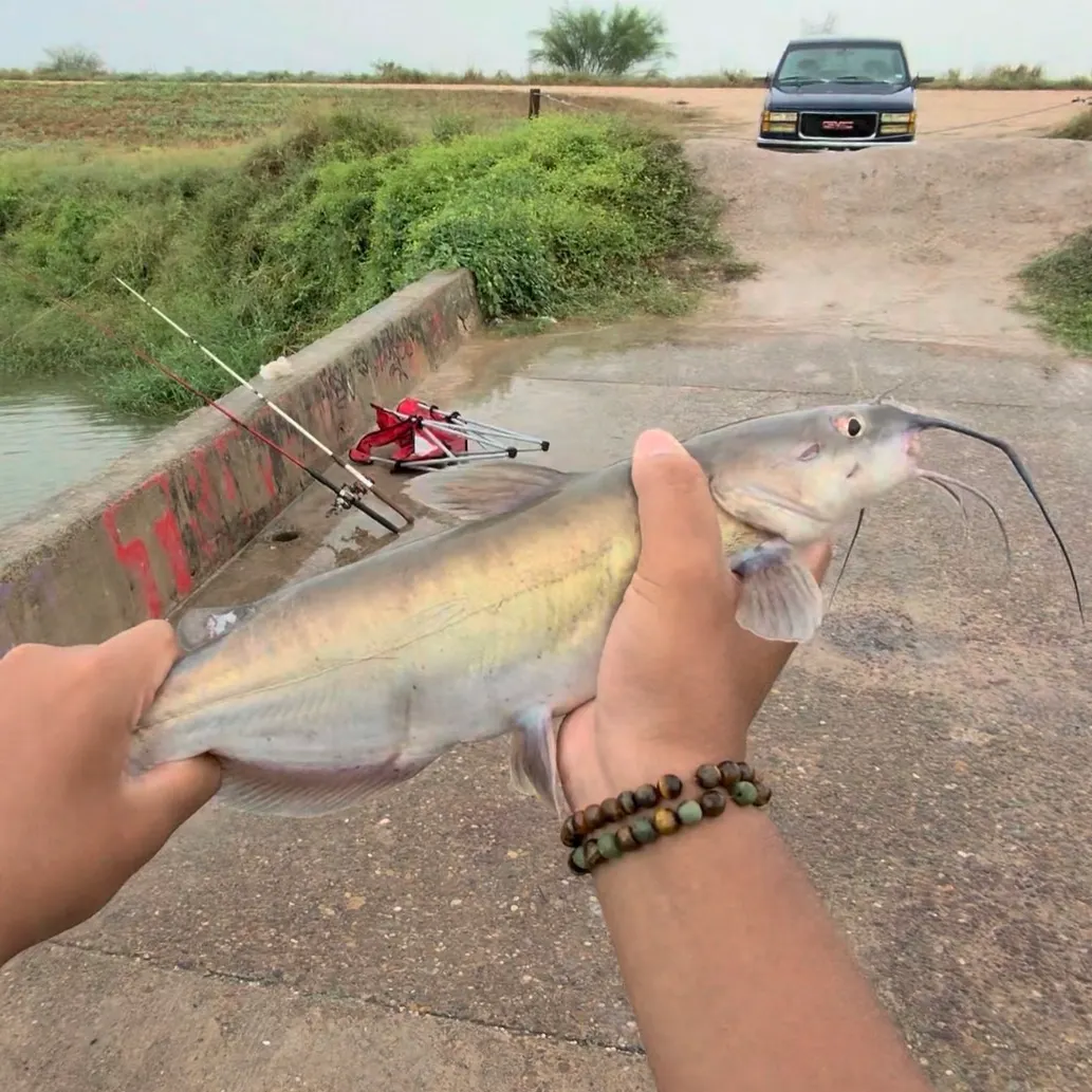 Channel catfish caught on Fishbrain