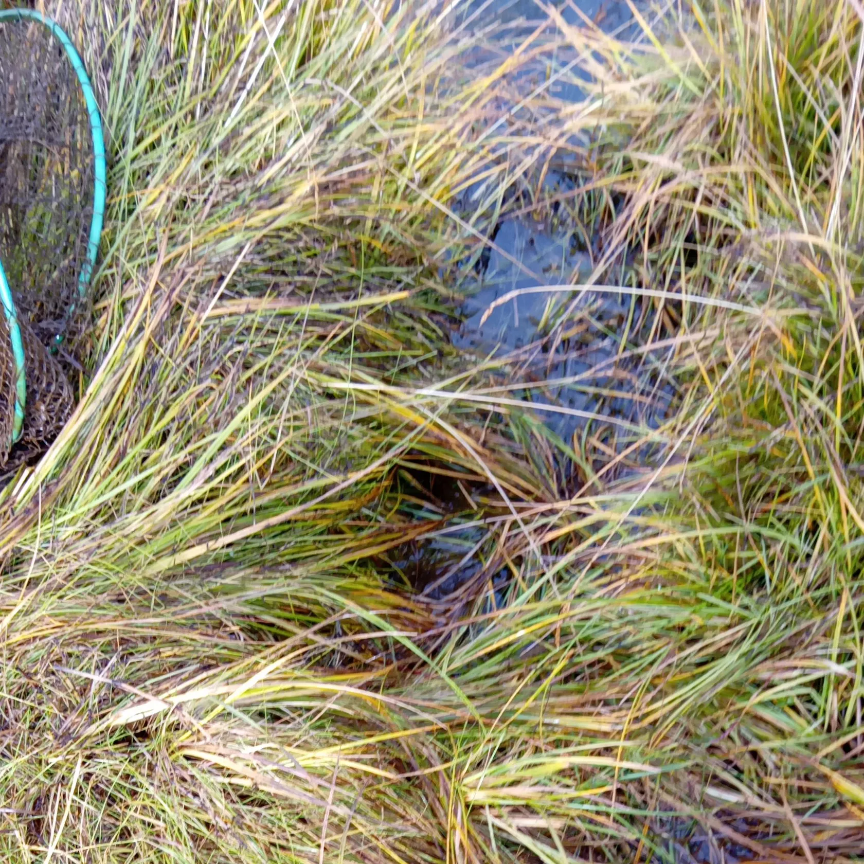 The most recent European eel catches on Fishbrain