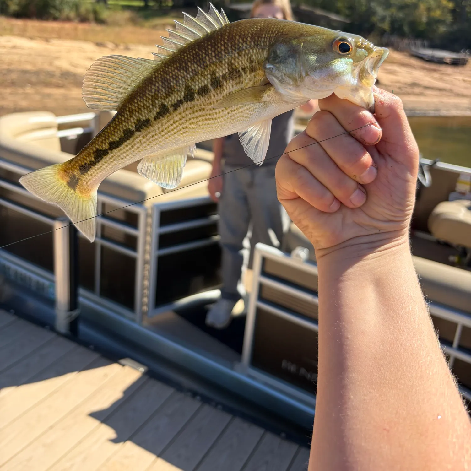 Spotted bass caught on Fishbrain