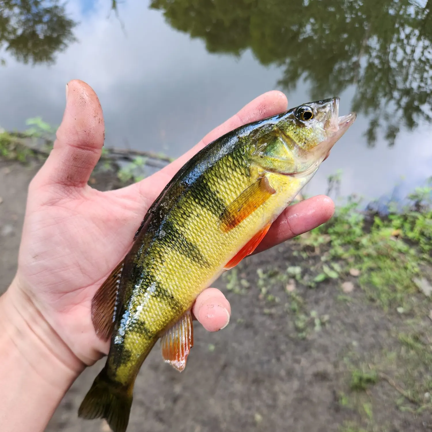 Yellow perch caught on Fishbrain