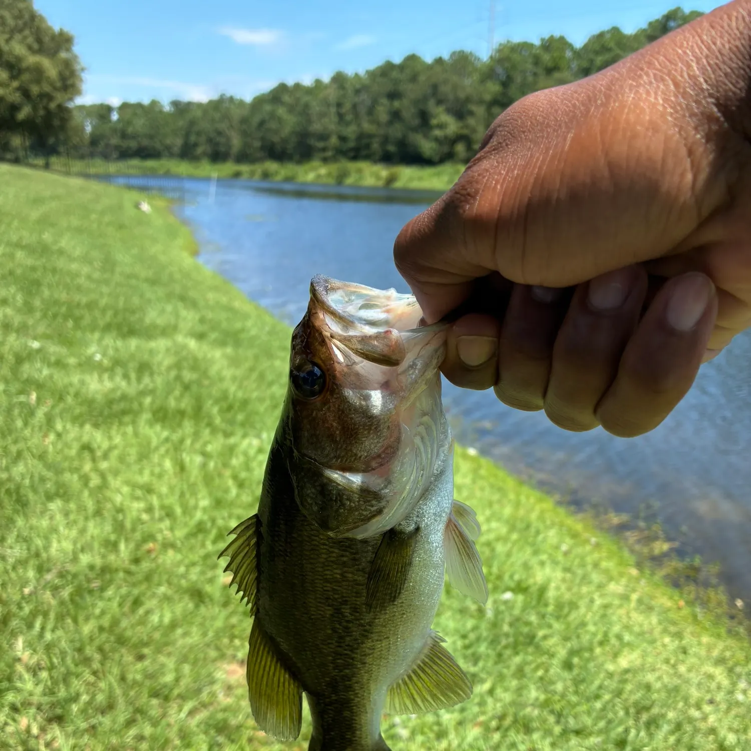 Largemouth bass caught on Fishbrain