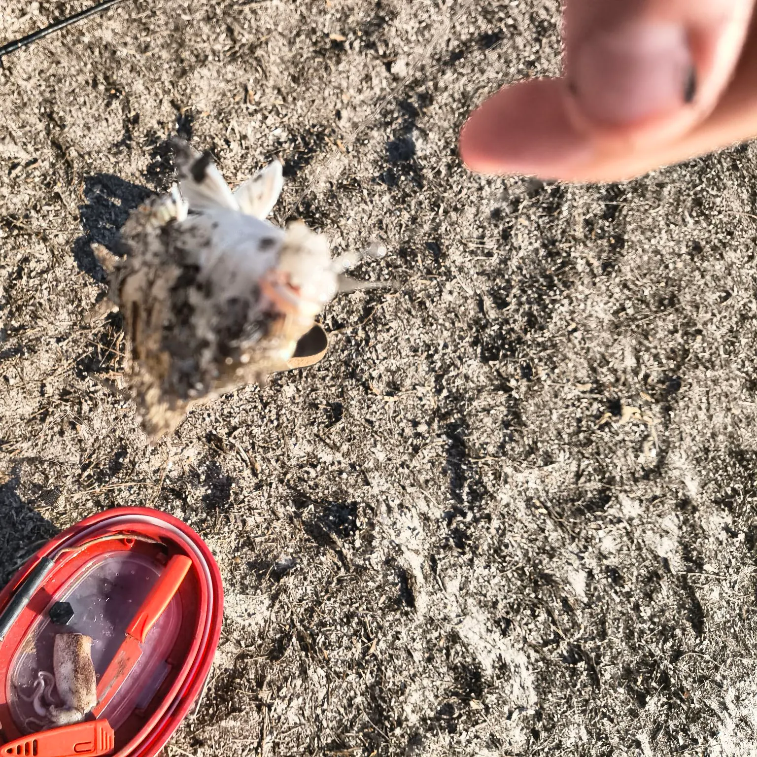 The most recent Southern black bream catches on Fishbrain