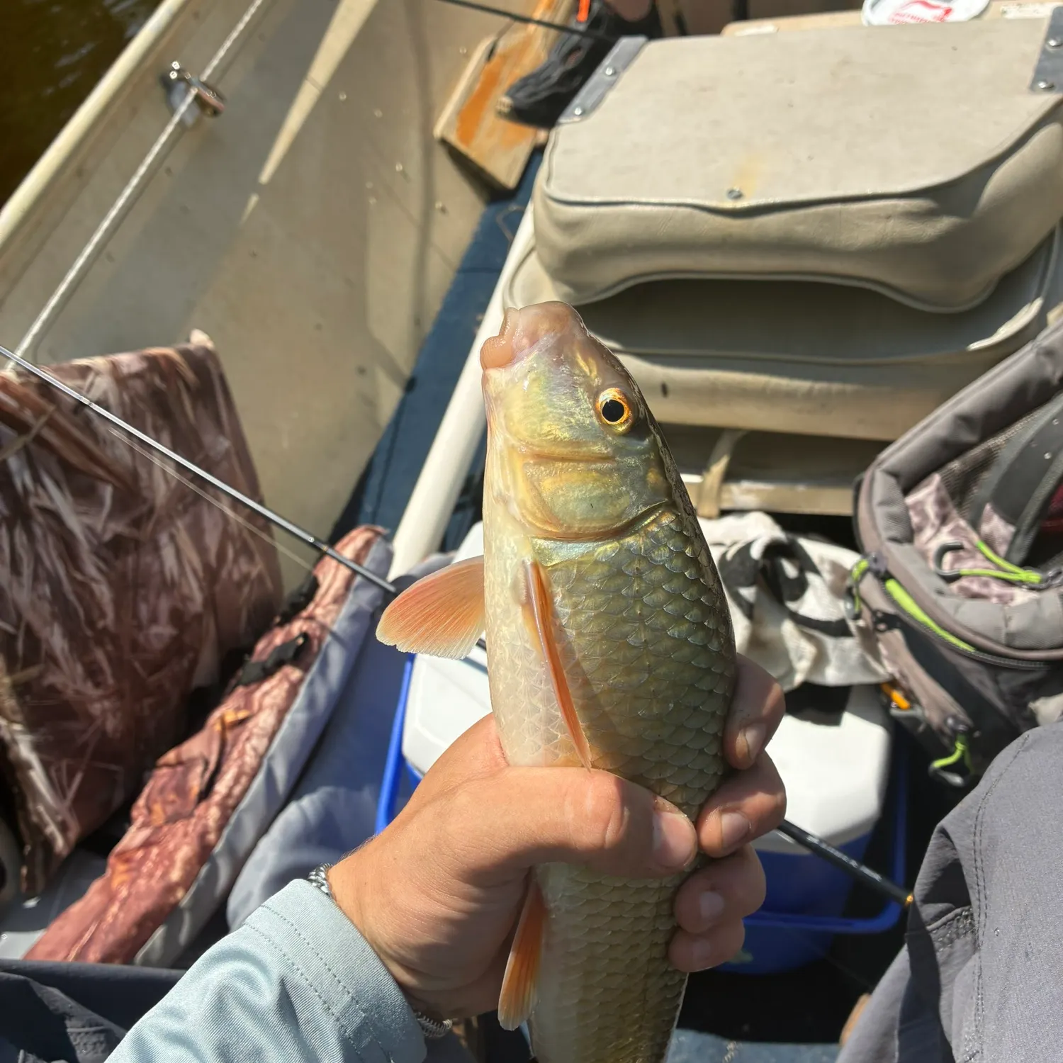 The most recent Golden redhorse catches on Fishbrain