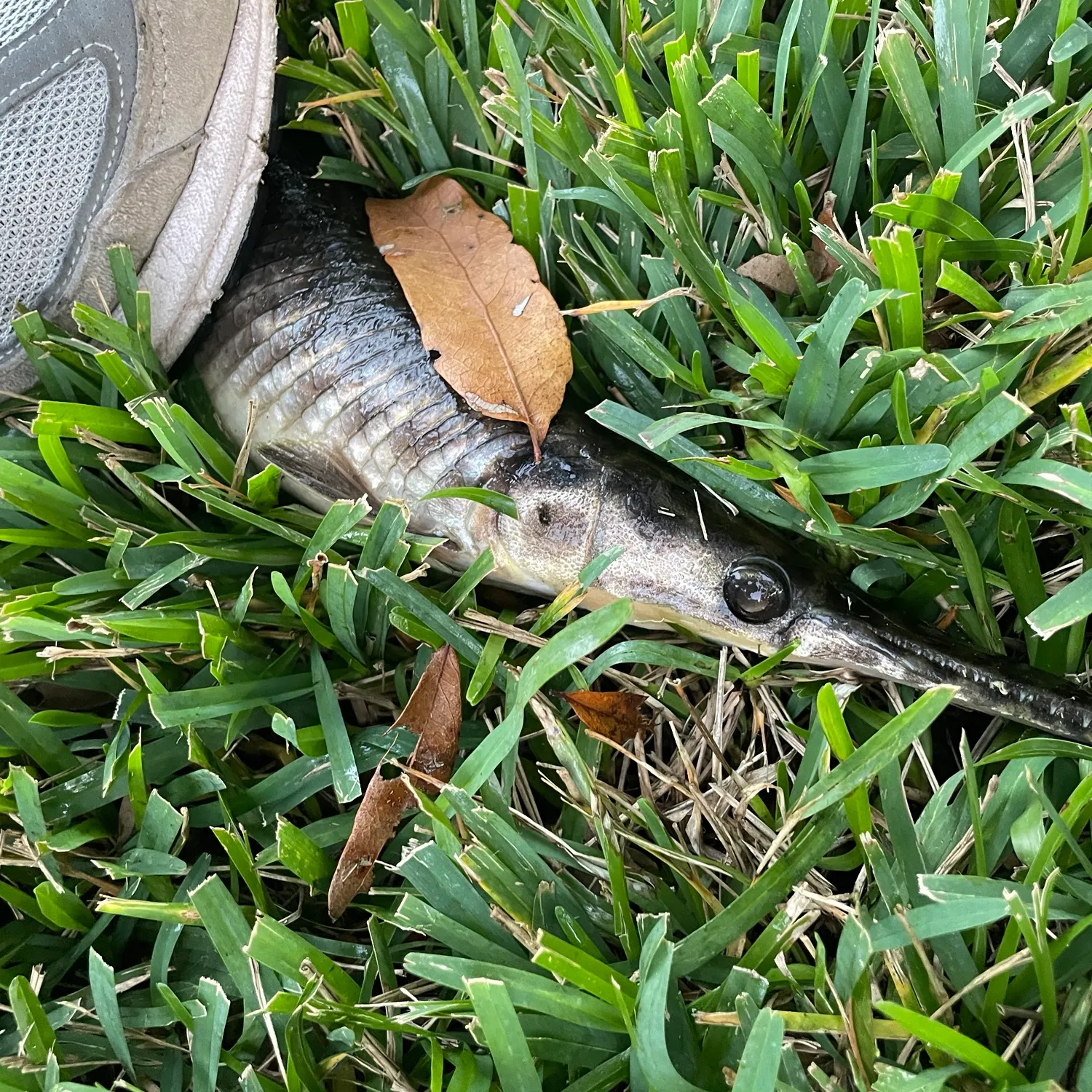 The most recent Longnose gar catches on Fishbrain