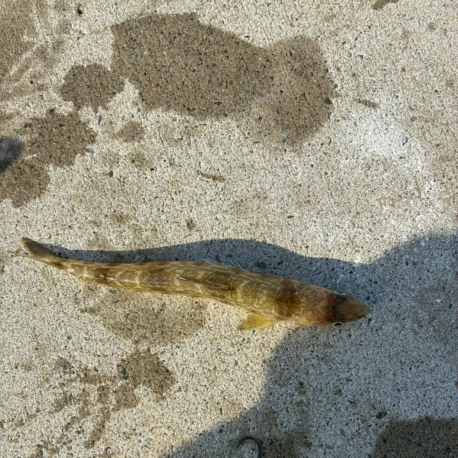 The most recent California lizardfish catches on Fishbrain
