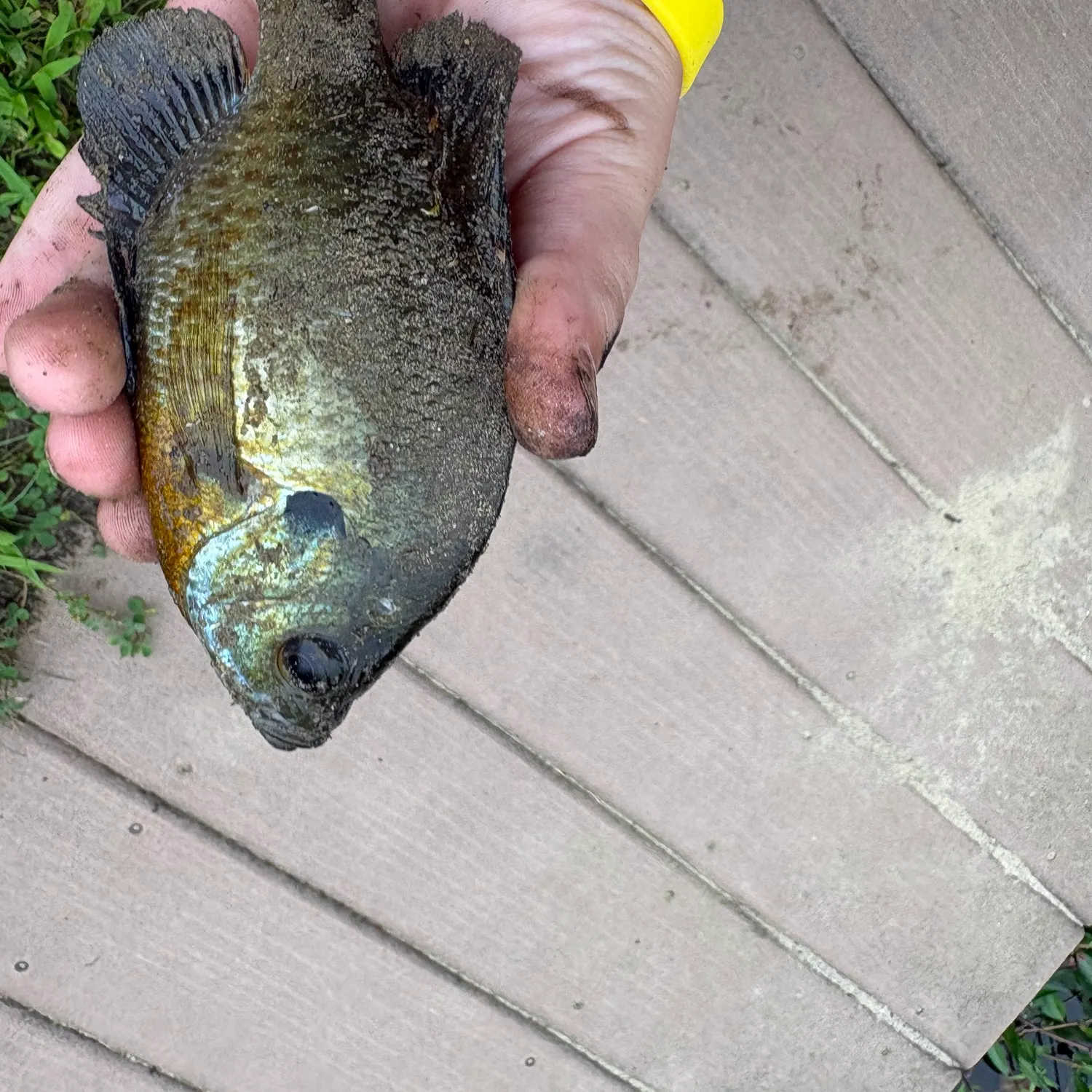 Bluegill caught on Fishbrain