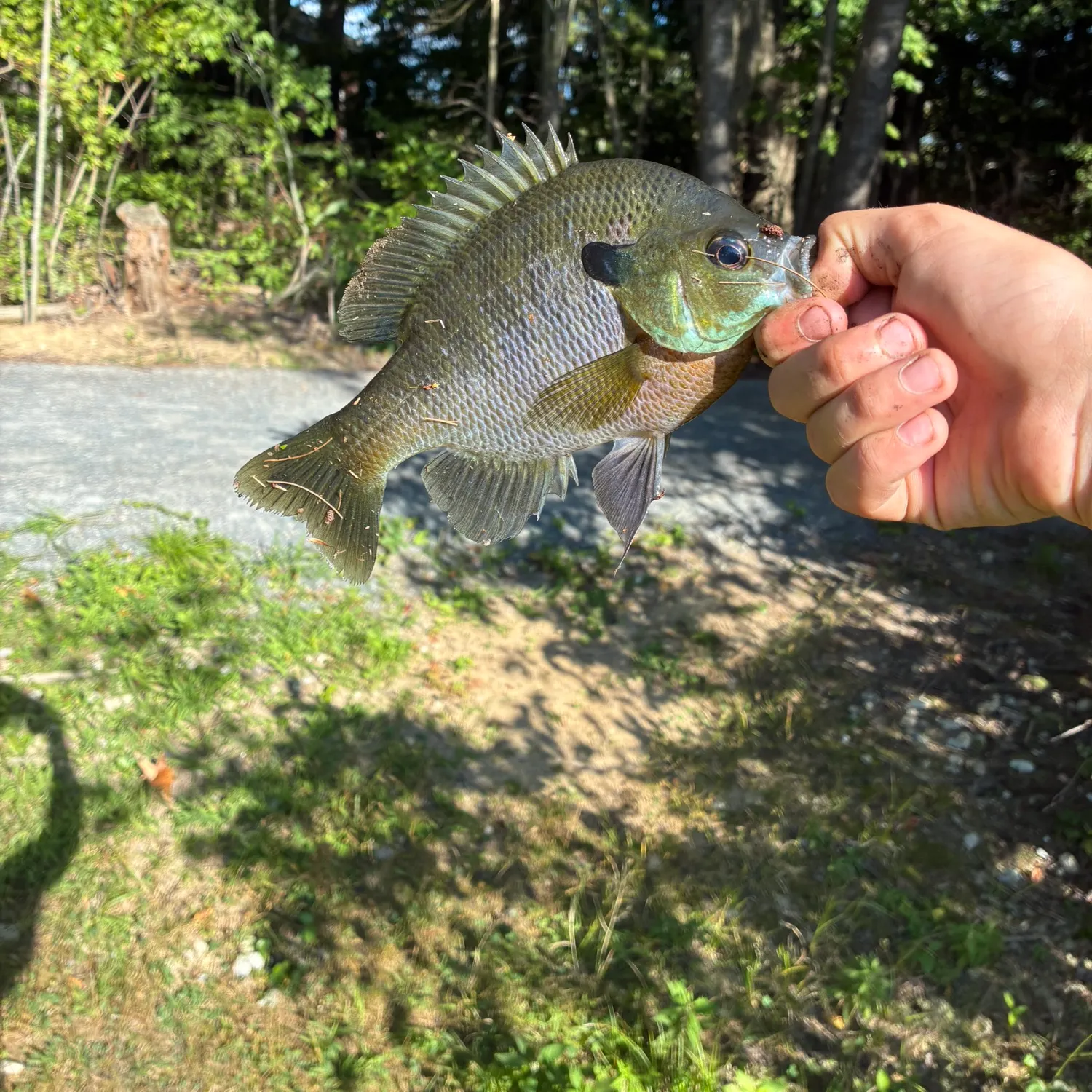 Bluegill caught on Fishbrain
