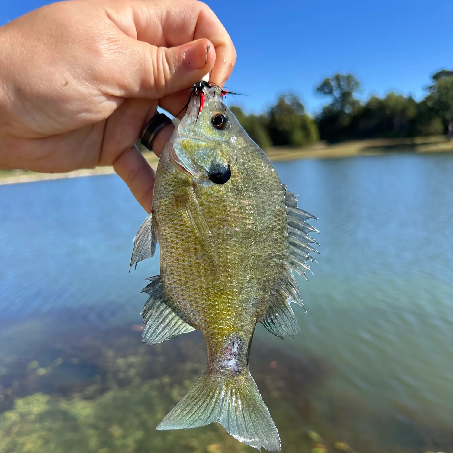 Bluegill caught on Fishbrain