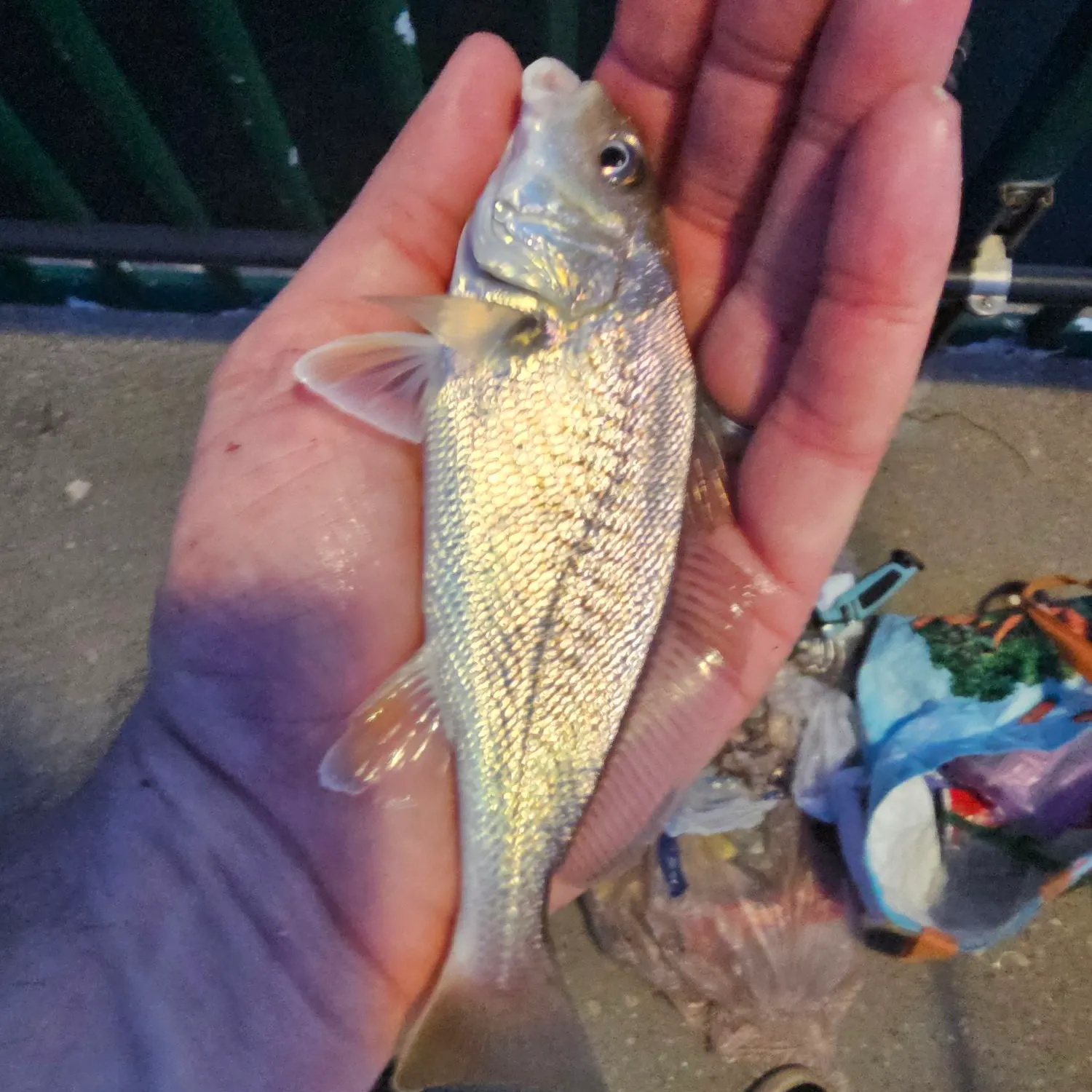catch