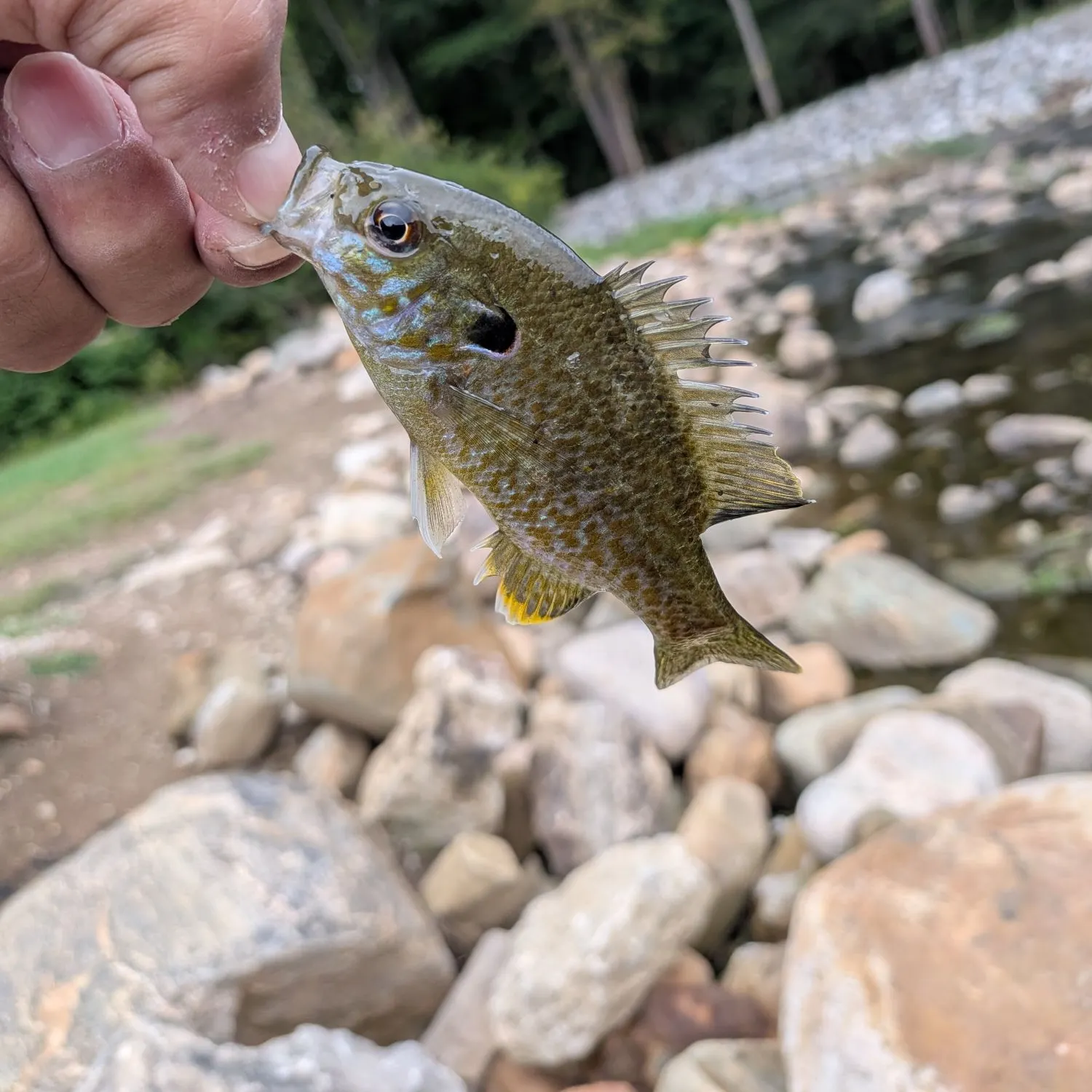 Greengill hybrid caught on Fishbrain